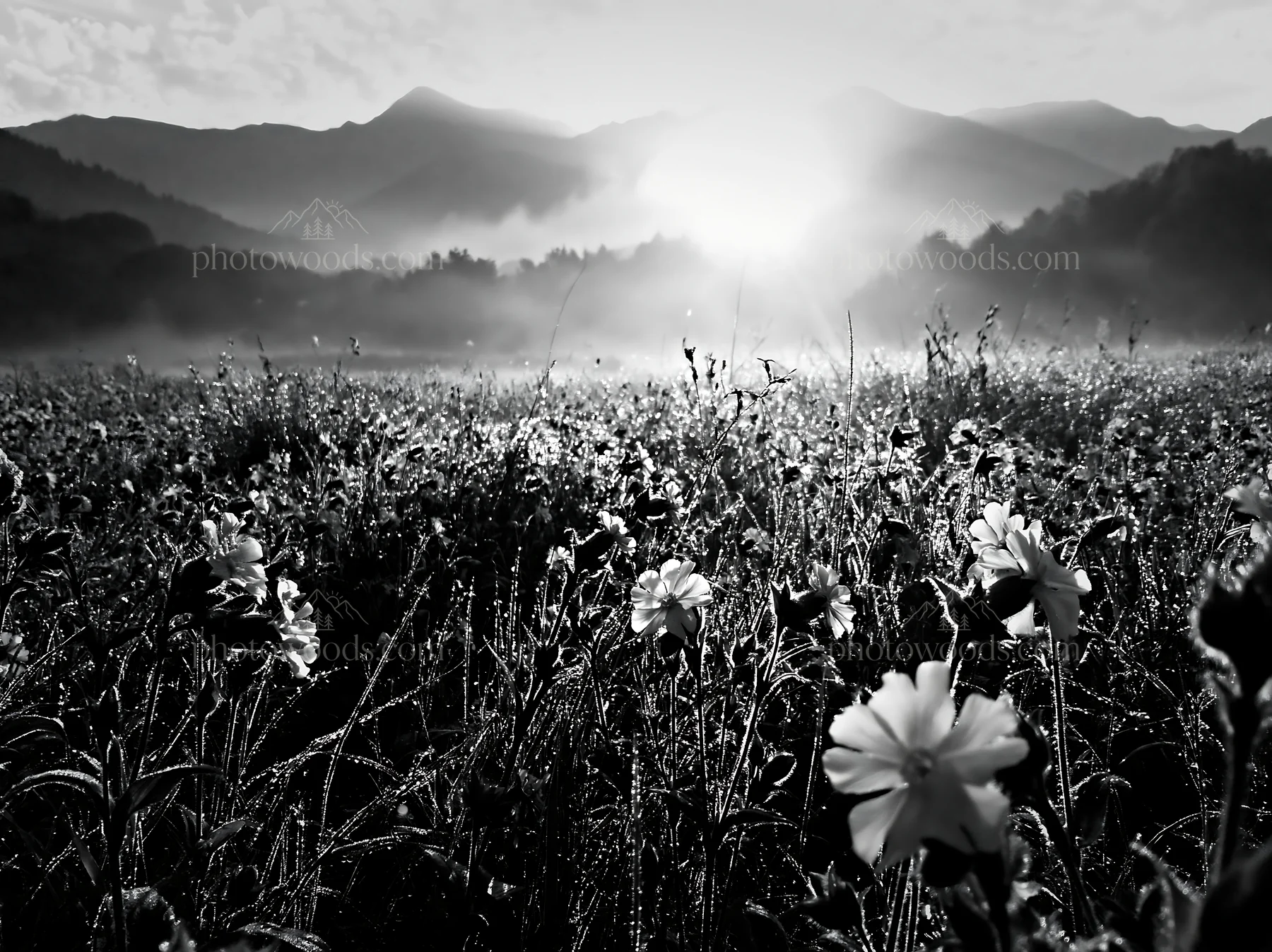 Black and white french meadow below Pyrenees range with flowers and sunlight - AI-generated stock image