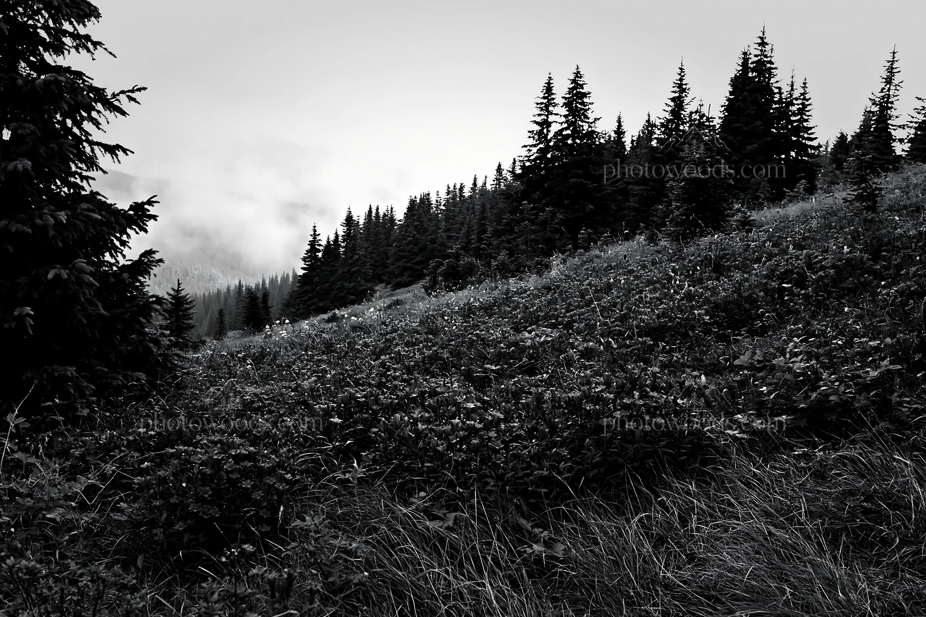 Black and white misty forest meadow with purple flowers and green trees - AI-generated stock image
