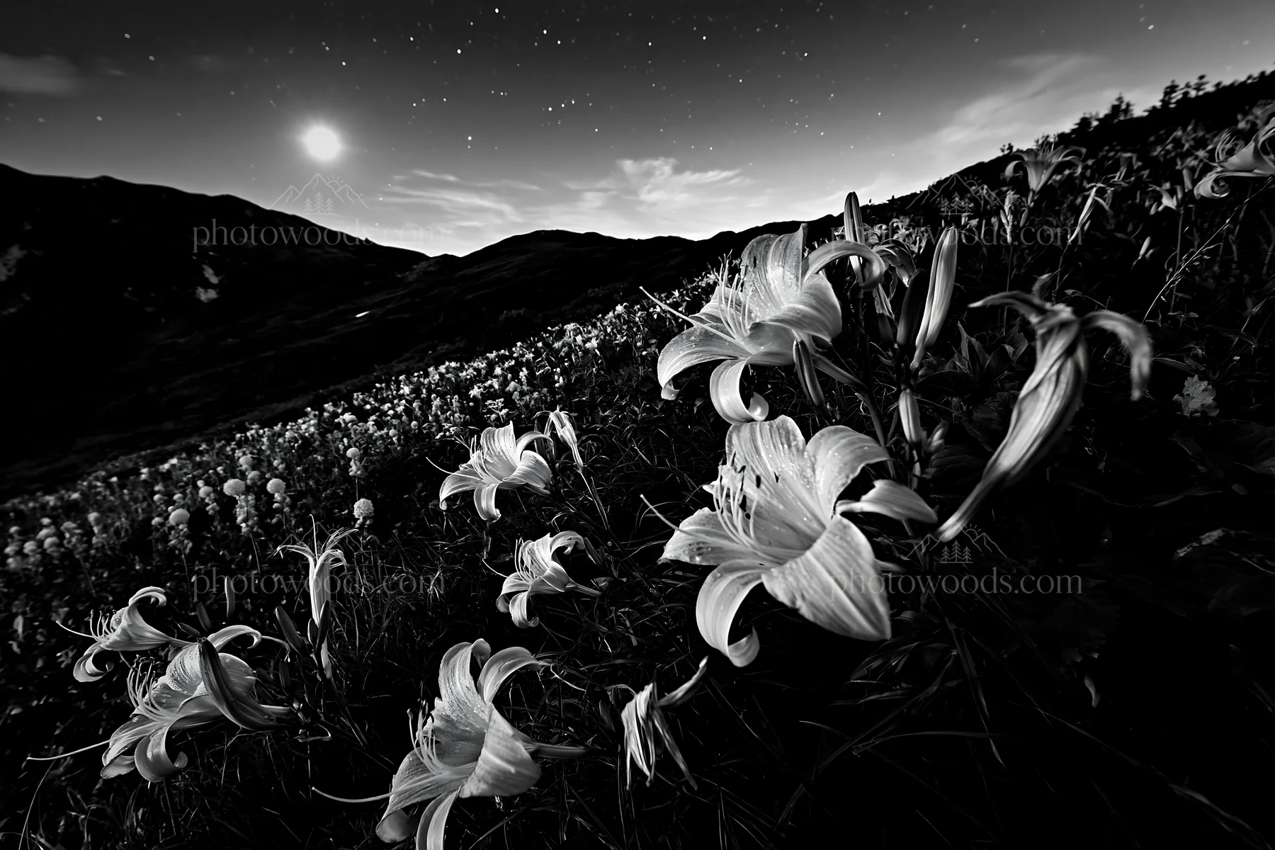 Kirigamine highland daylily meadow at night - AI-generated stock image