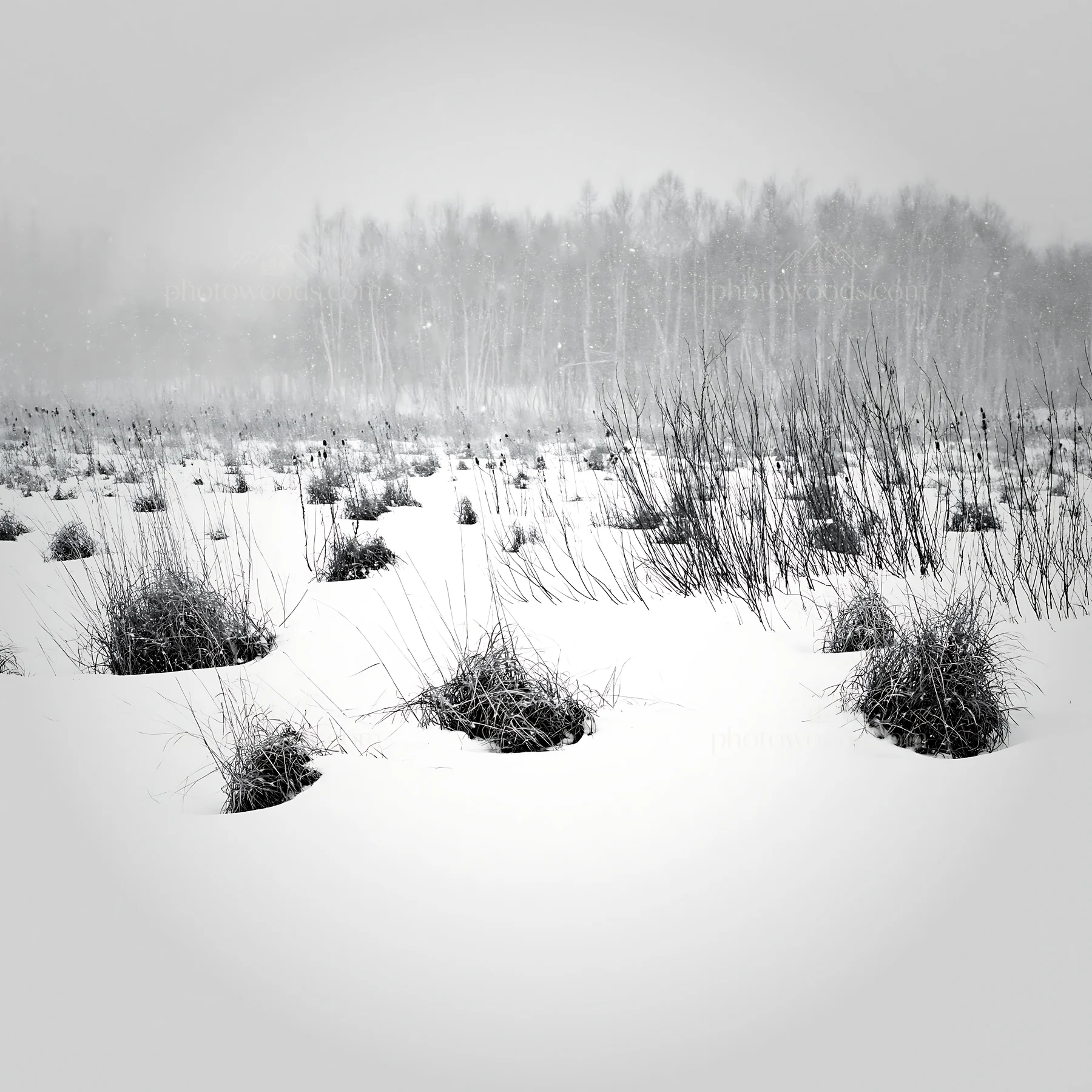 Black and white snowbound meadow with brown grass clumps in winter setting - AI-generated stock image