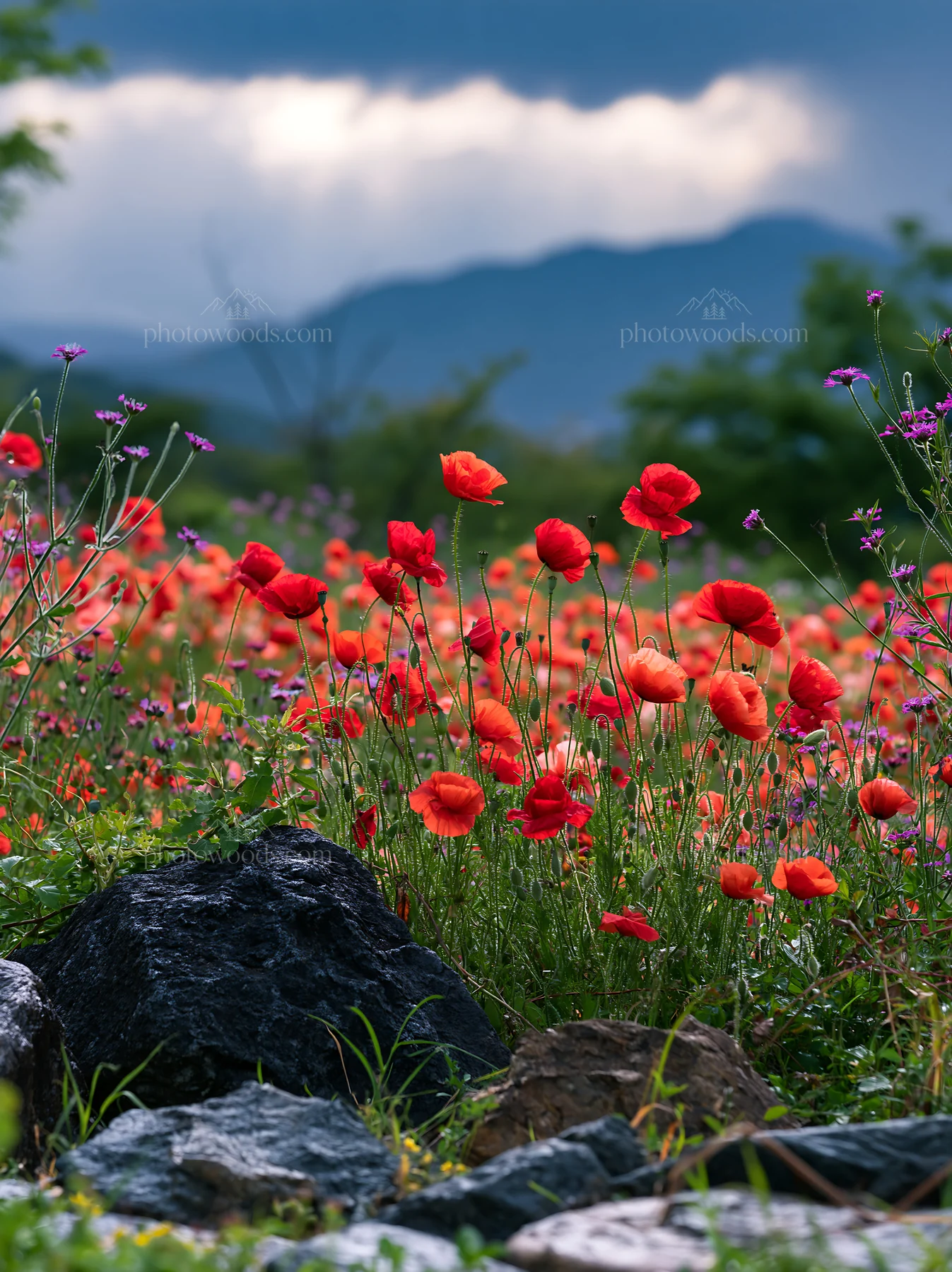 Wildflowers bloom in Kyoto meadow with stones in foreground - AI-generated stock image