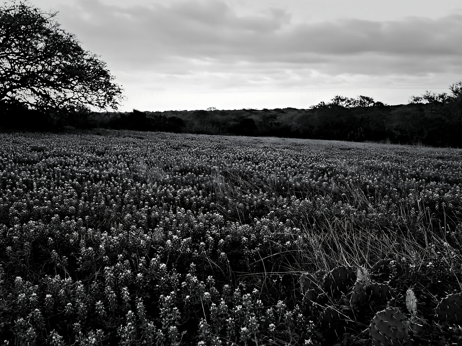 Bluebonnet meadow at sunrise with cactus in view - AI-generated stock image
