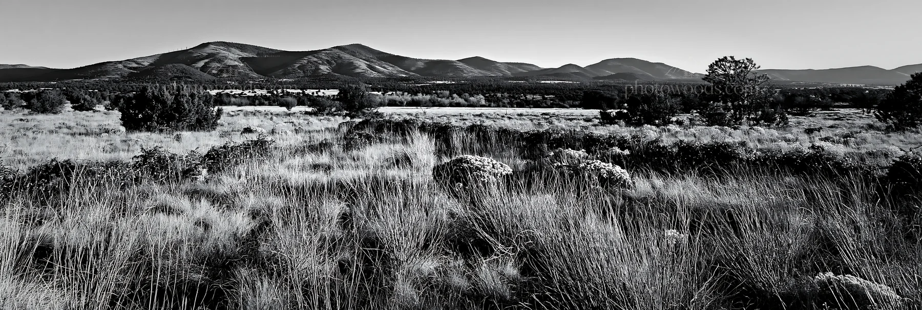 Expansive meadow with drought tolerant plants in black and white - AI-generated stock image