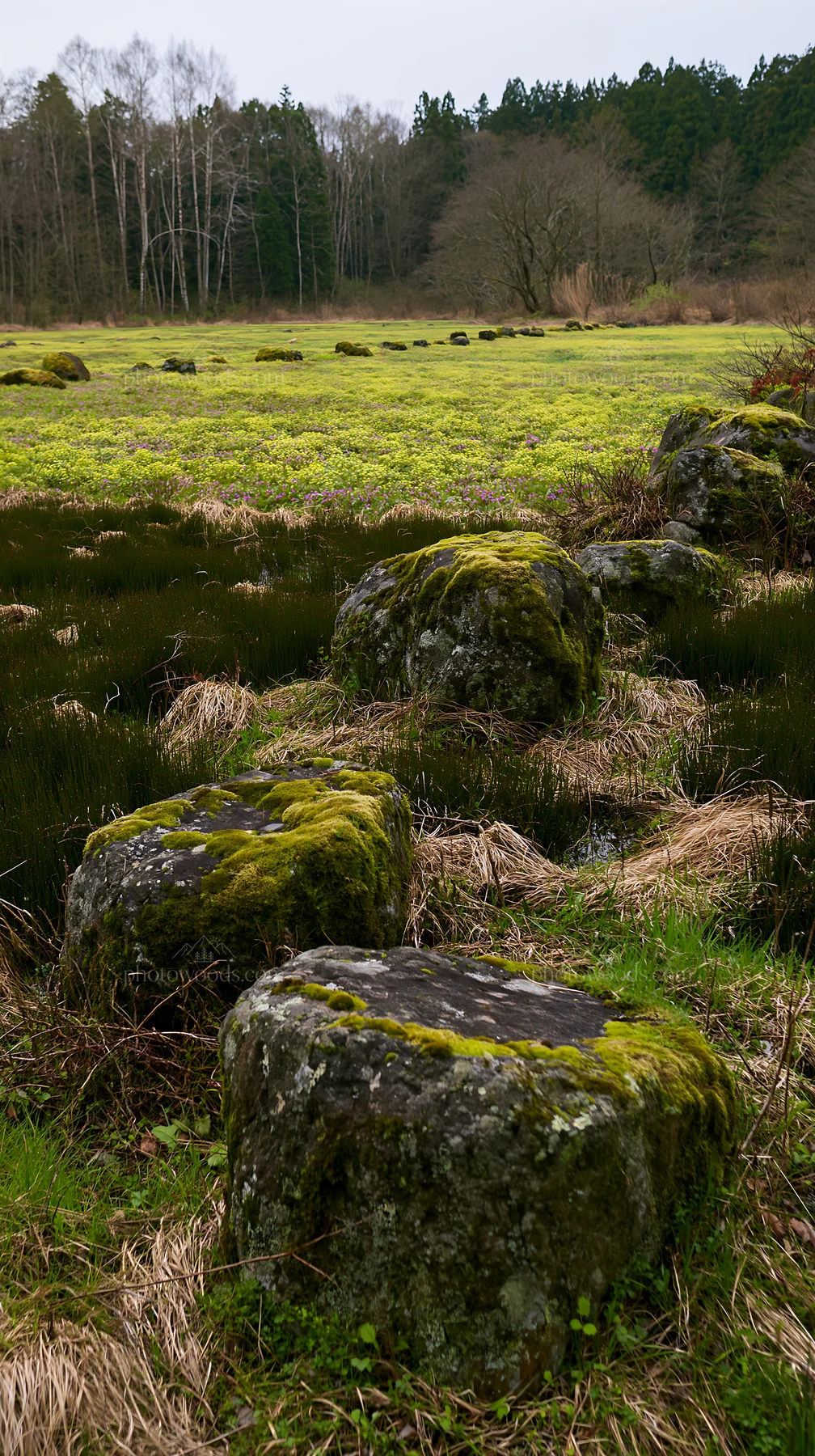 Moss-covered stones in Miyagi spring recovery meadow - AI-generated stock image