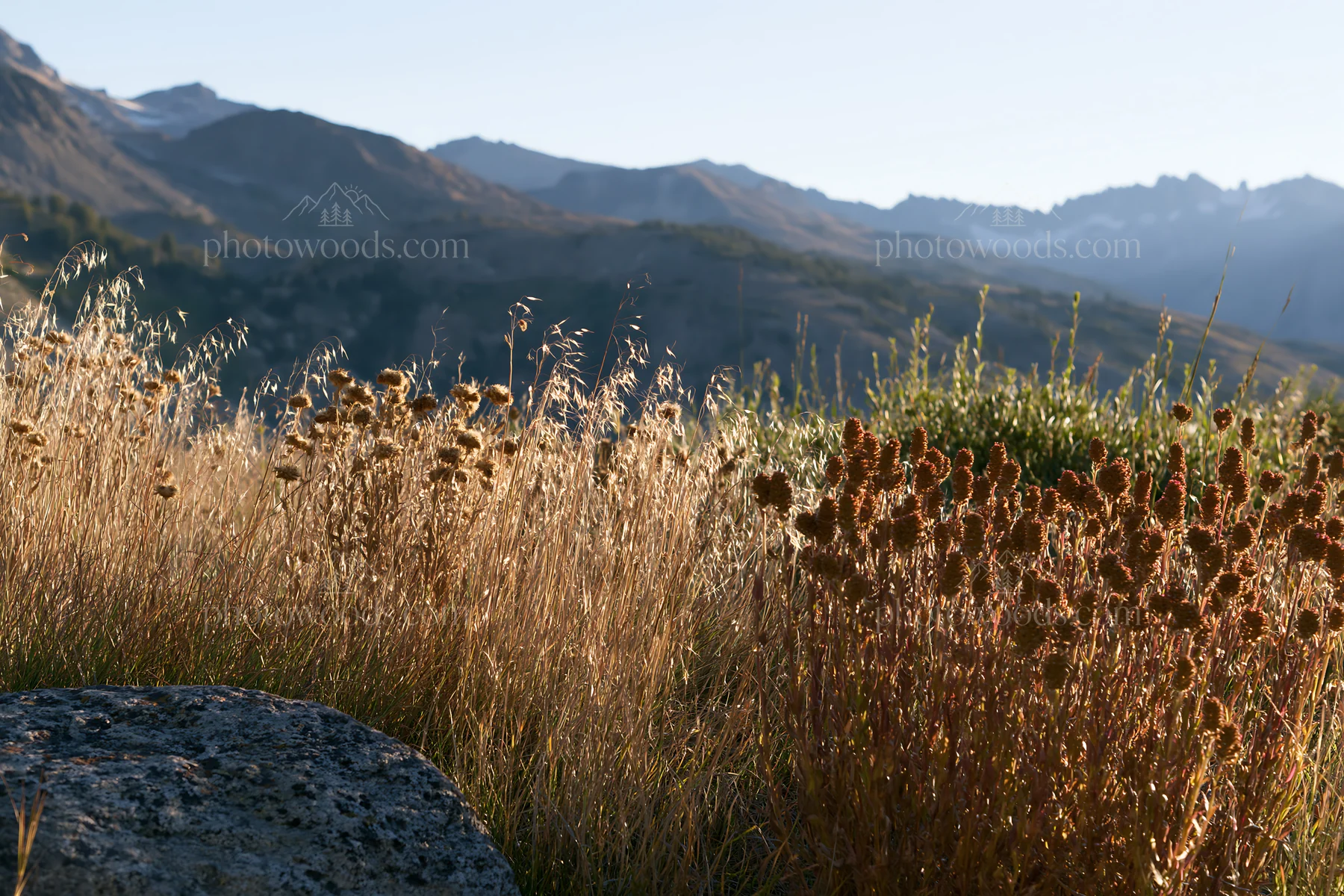 Seedhead meadow with distant mountains and clear sky - AI-generated stock image