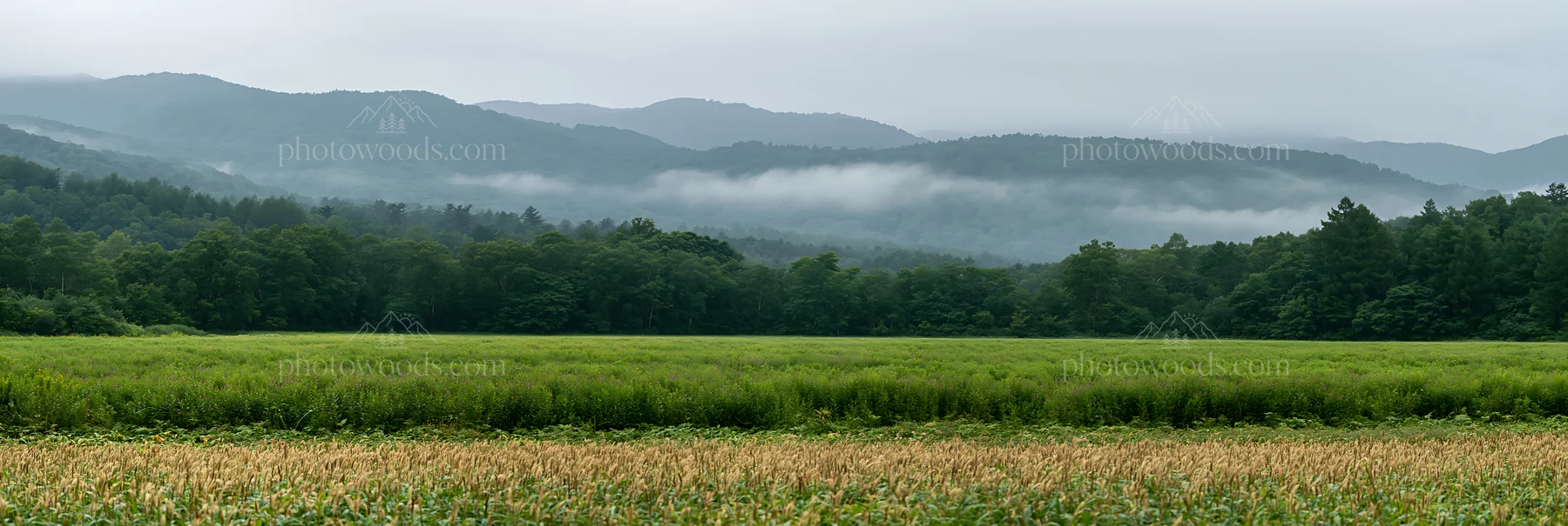 Iwate rain refreshed meadow seedhead foreground - AI-generated stock image