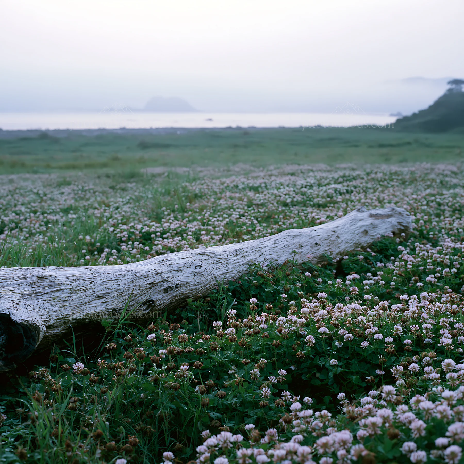 Nagasaki coastal meadow driftwood in the foreground - AI-generated stock image