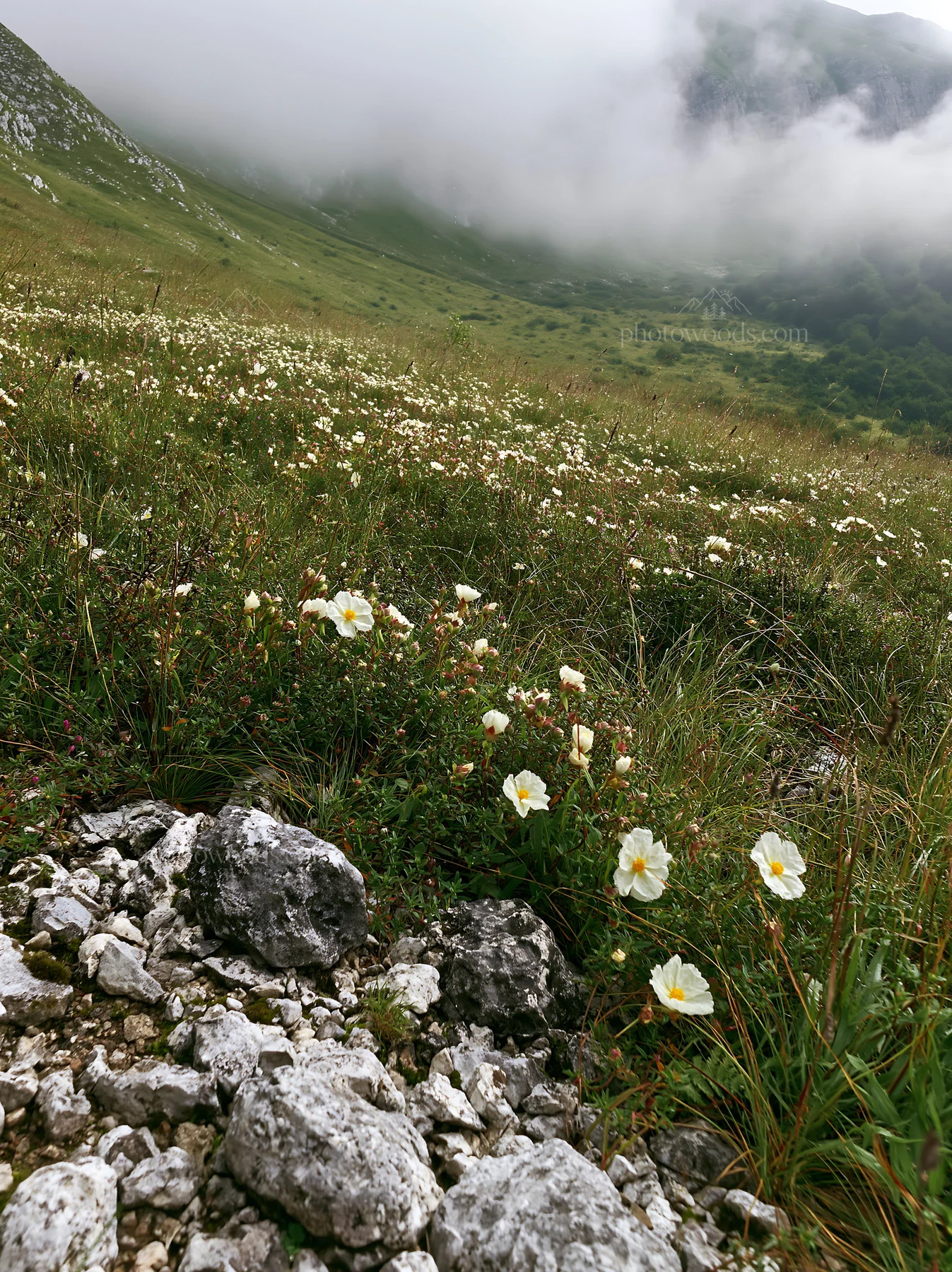 Cloudy rockrose meadow on a limestone slope with flowers - AI-generated stock image