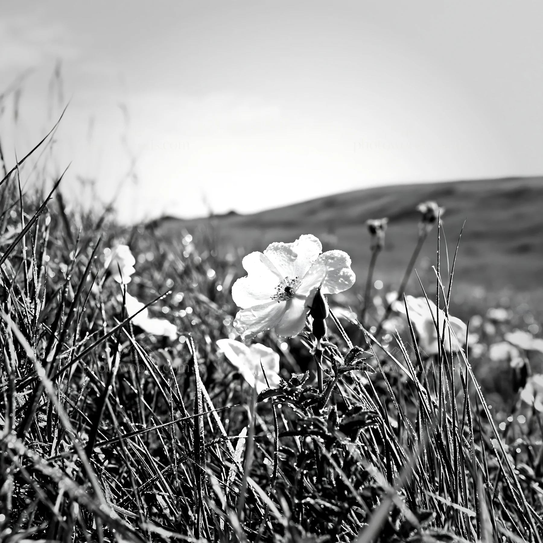 Sunny chalk meadow with wildflowers under bright sky - AI-generated stock image