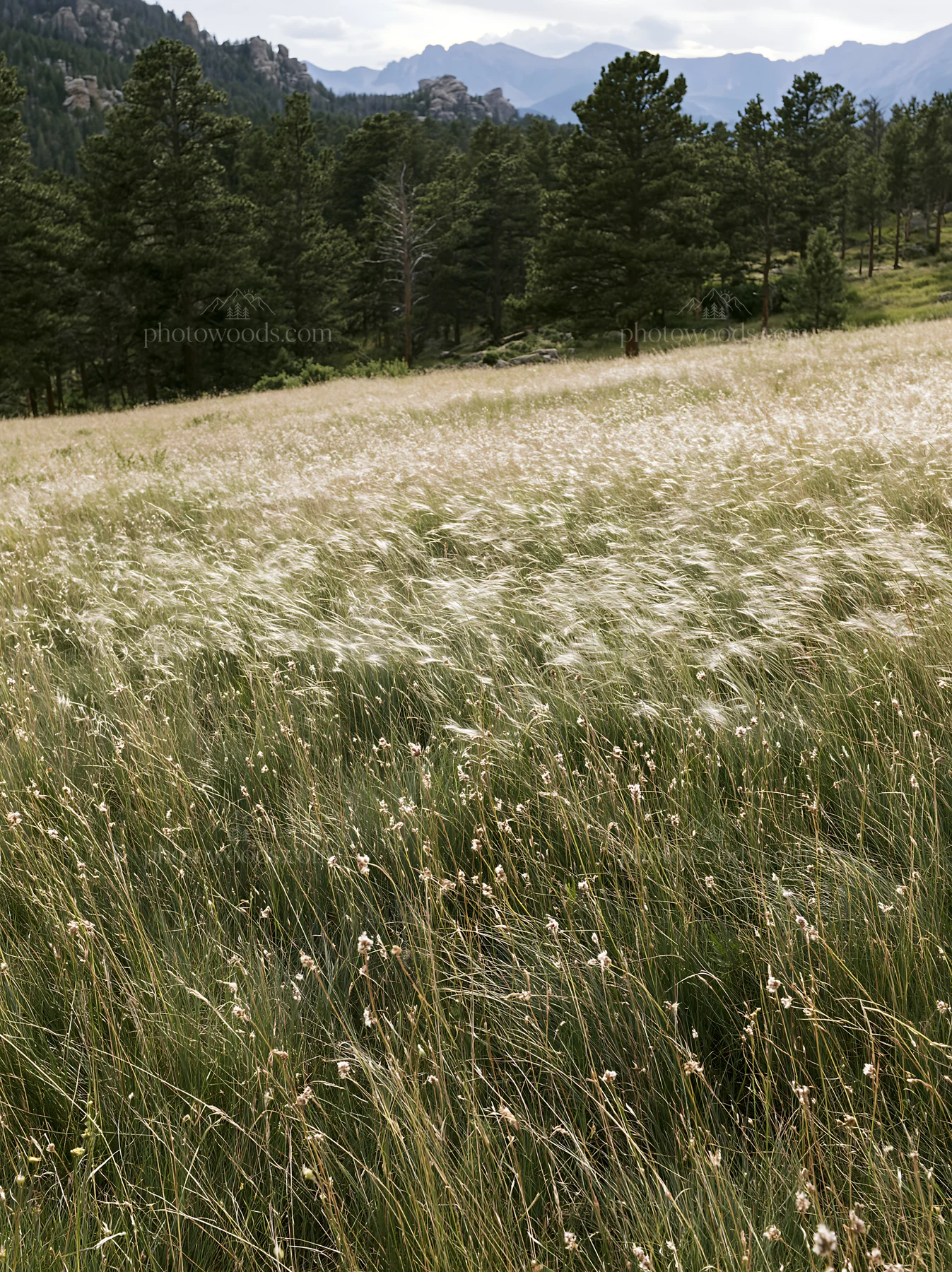 Meadow with seedheads and distant mountains under cloudy sky - AI-generated stock image