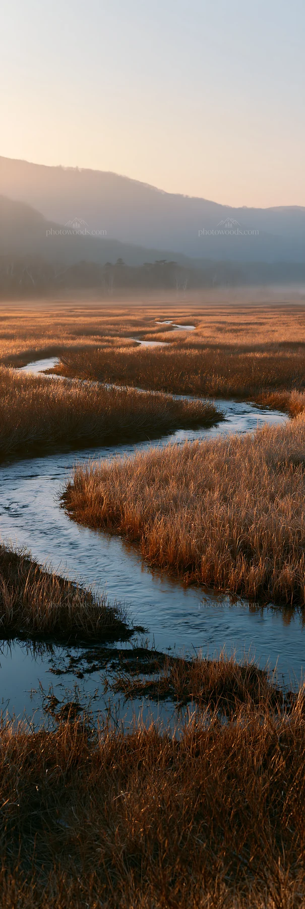 Akita snowmelt meadow with silver grasses in late afternoon light - AI-generated stock image