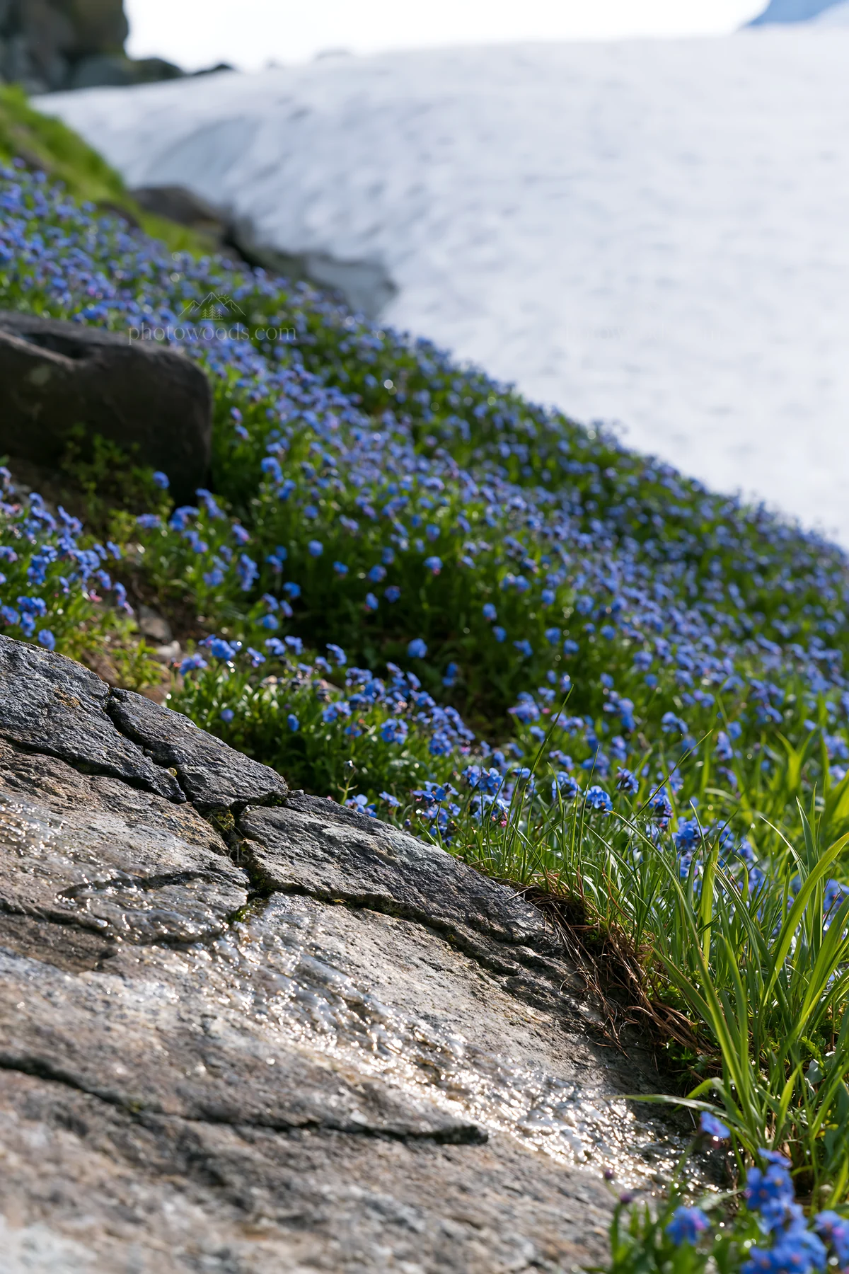 Snowmelt reveals flowers and rocks in Toyama alpine meadow - AI-generated stock image
