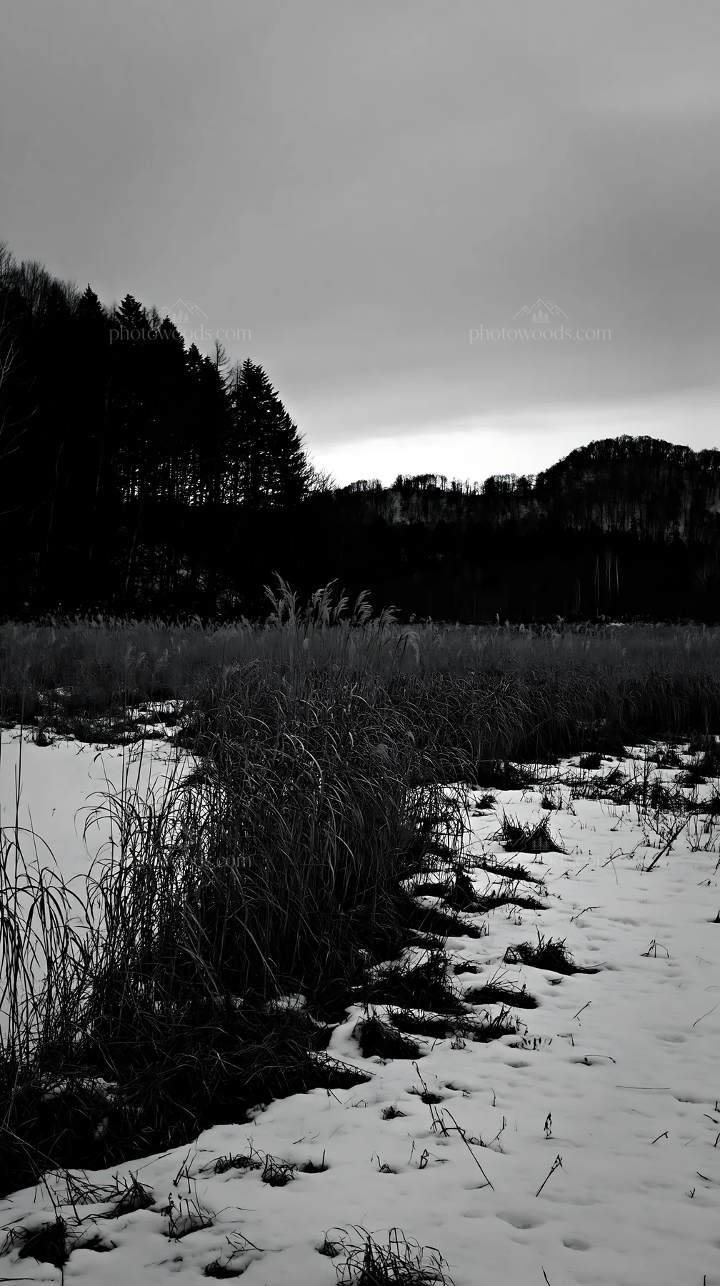 Black and white akita snowmelt meadow with silver grasses under a cold sky - AI-generated stock image