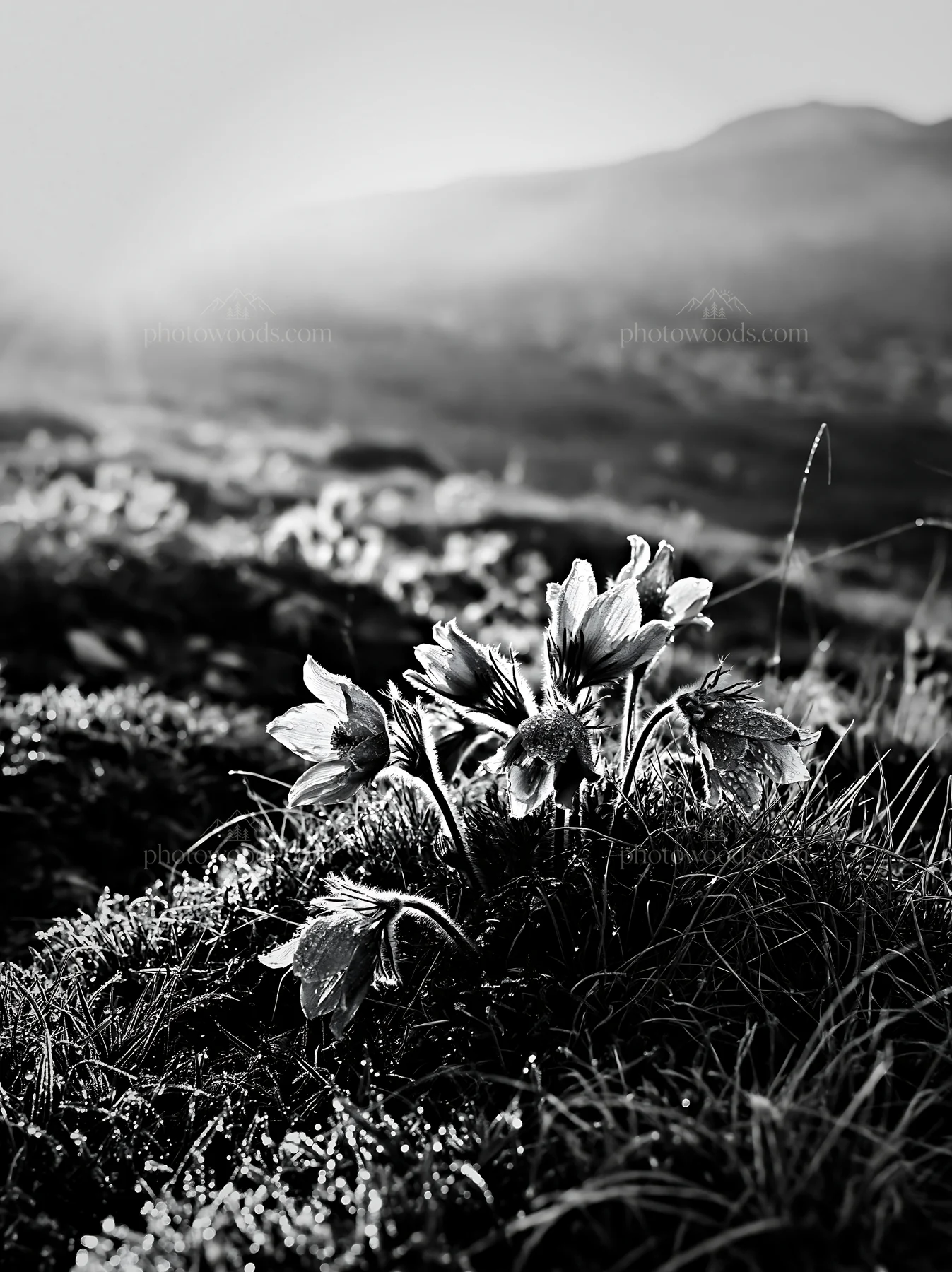 Sunny limestone meadow with warm grasses and wildflowers - AI-generated stock image
