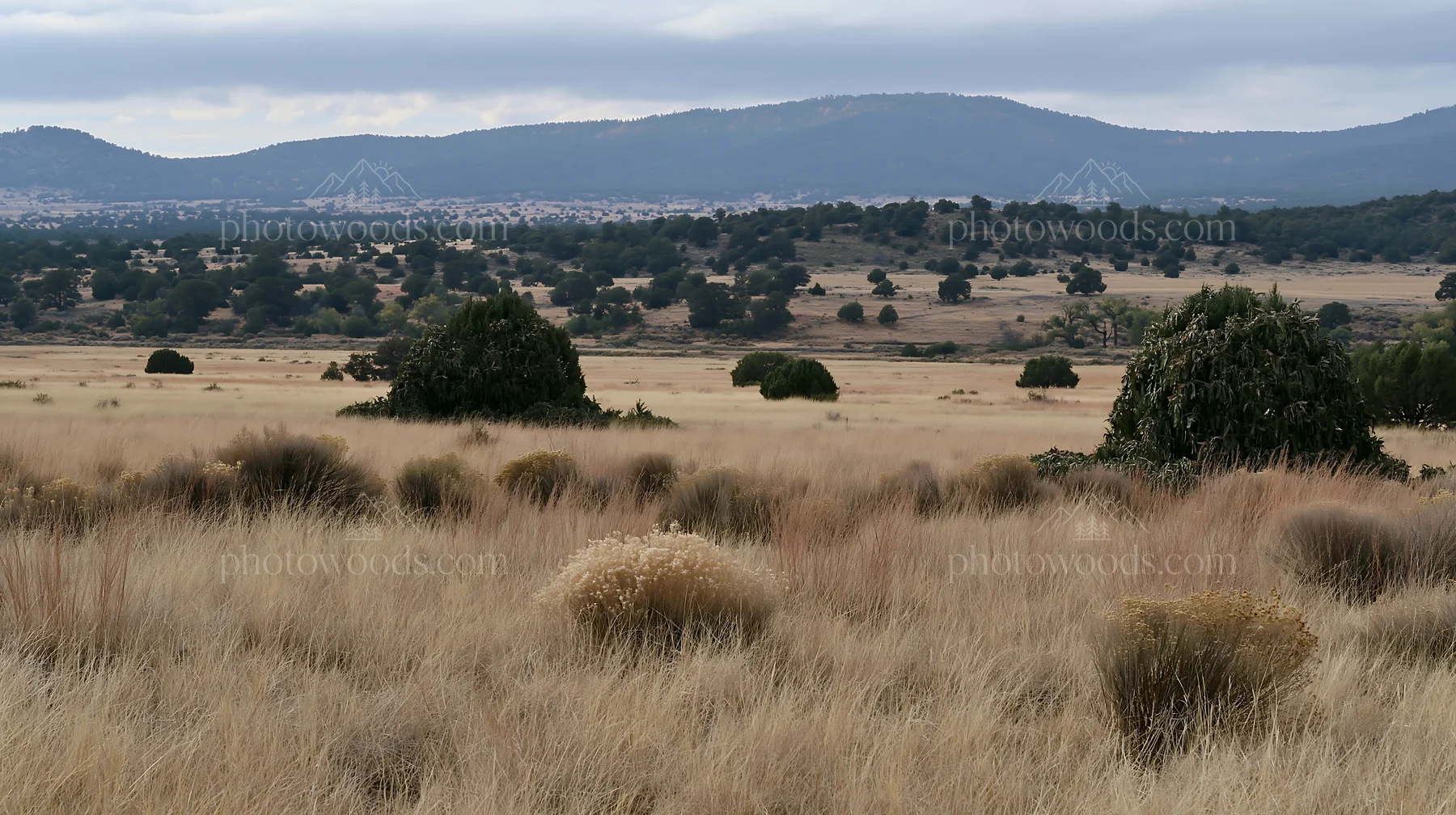 Expansive meadow with drought tolerant plants under cloudy sky - AI-generated stock image