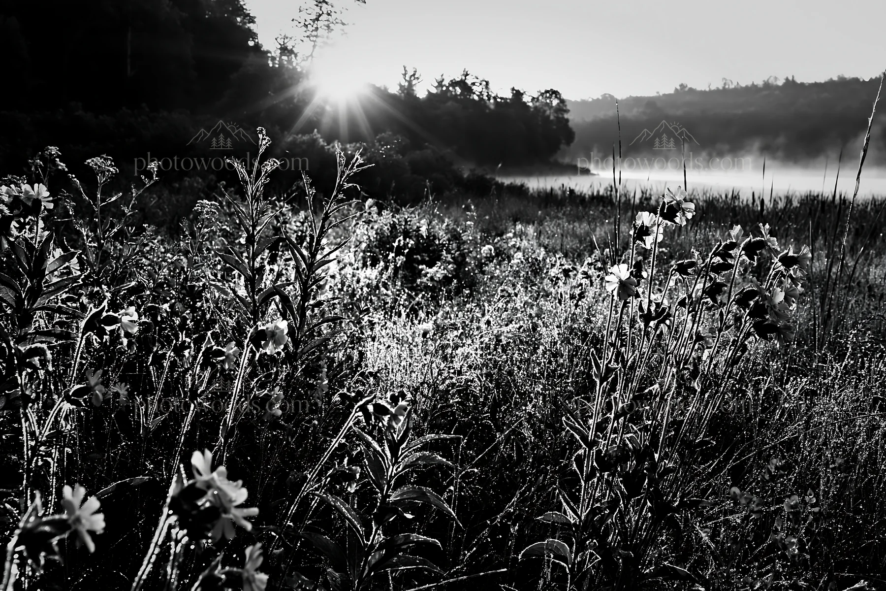 Sunlit lakeside meadow with wildflowers and morning light - AI-generated stock image