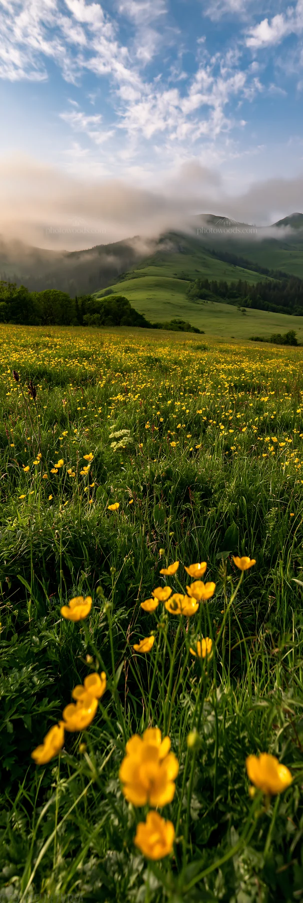 Slovak meadow in Carpathian valley with yellow flowers - AI-generated stock image
