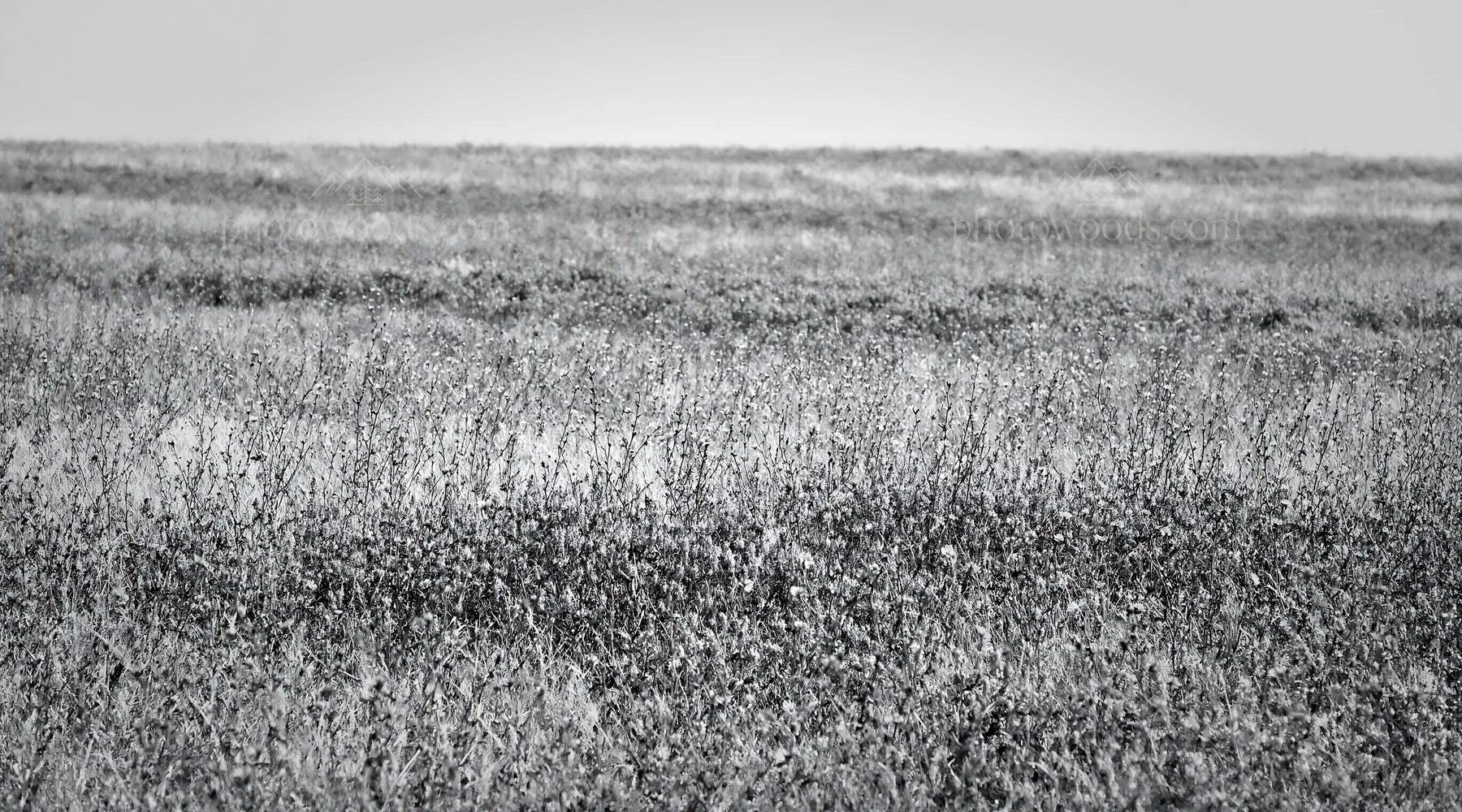 Black and white sainfoin chicory meadow with flowers across open landscape - AI-generated stock image