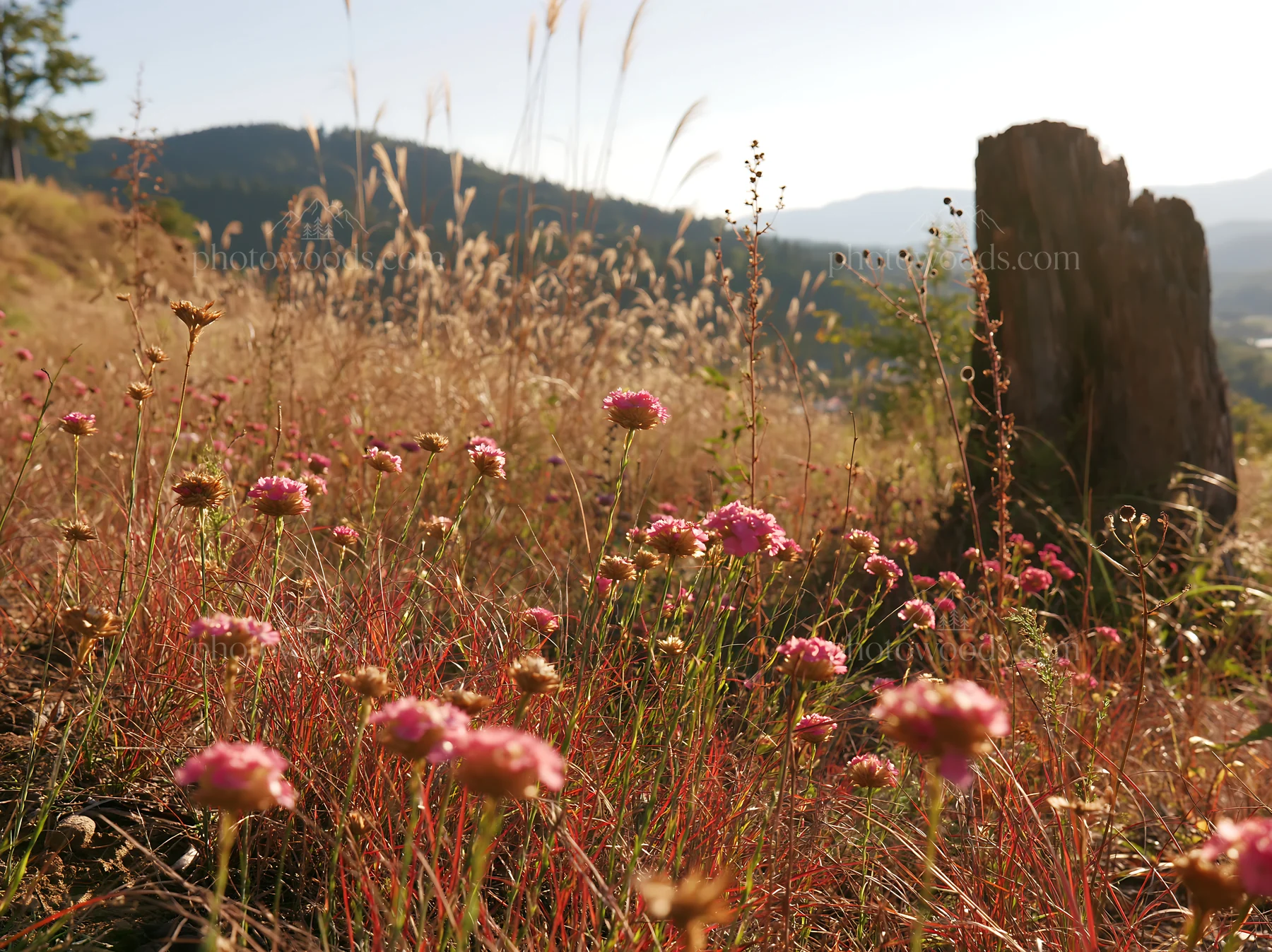 Fukushima native meadow with weathered stump - AI-generated stock image