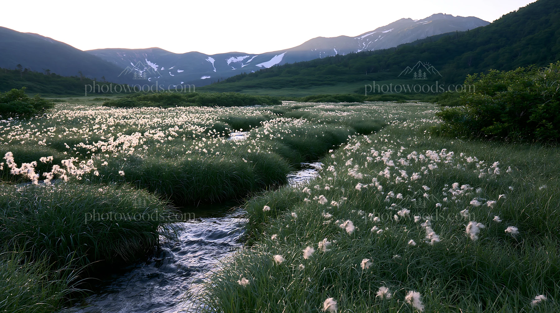 Akita snowmelt meadow with silver grasses during springtime - AI-generated stock image