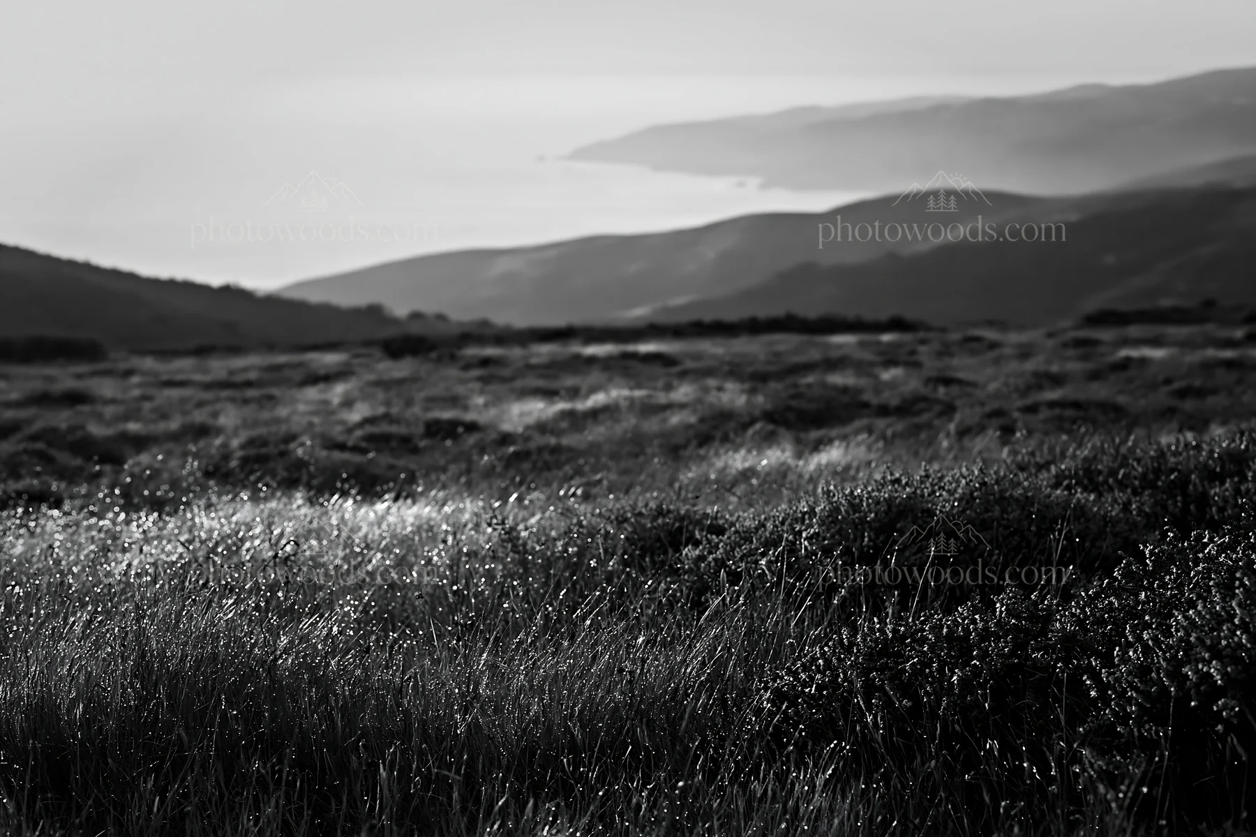 Meadow view above the Atlantic coast in Portugal - AI-generated stock image