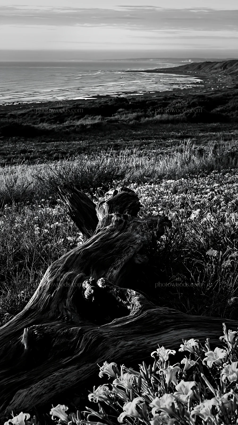 Black and white chiba coastal climate meadow driftwood foreground - AI-generated stock image