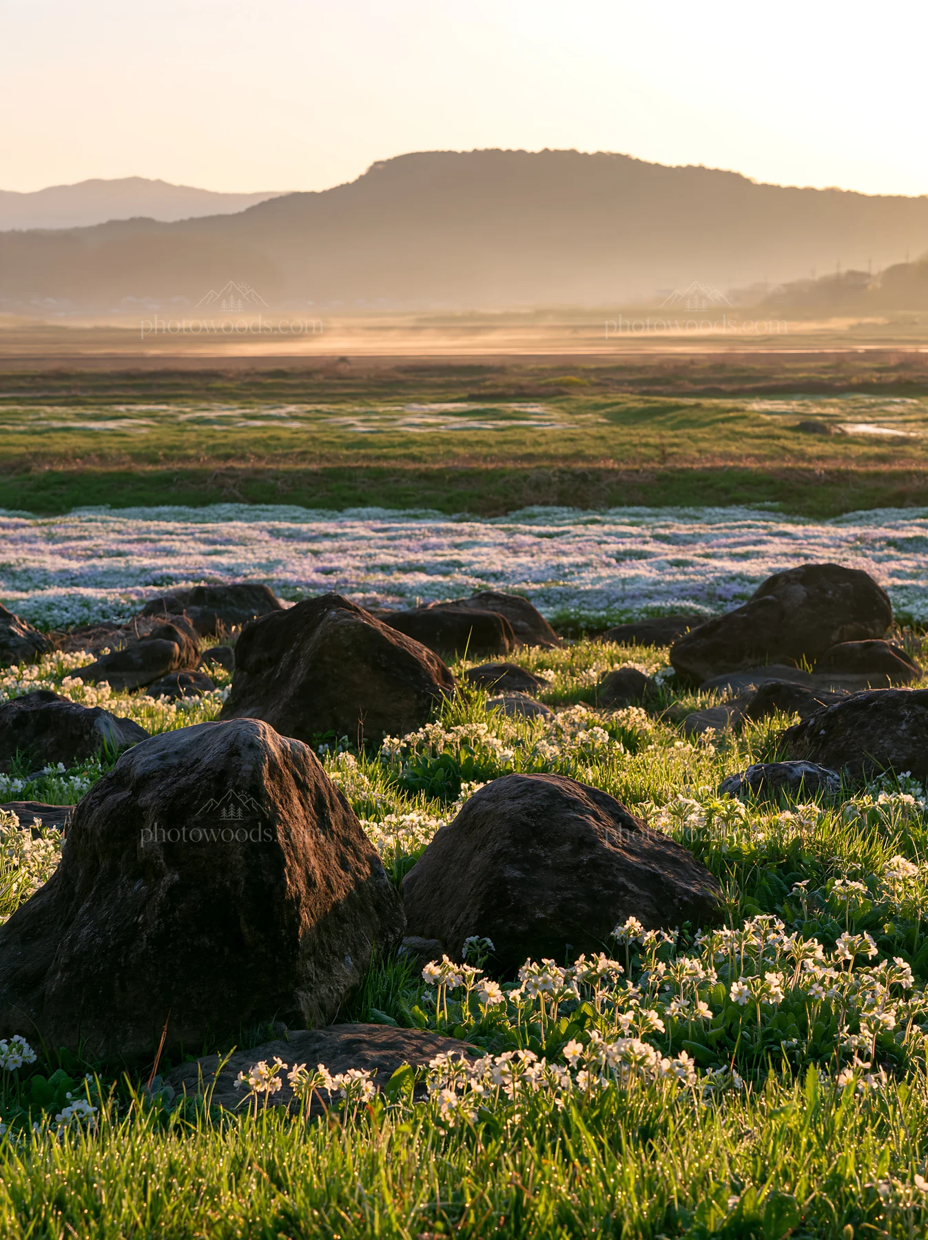 Kyoto wildflower meadow with stones during spring sunset - AI-generated stock image