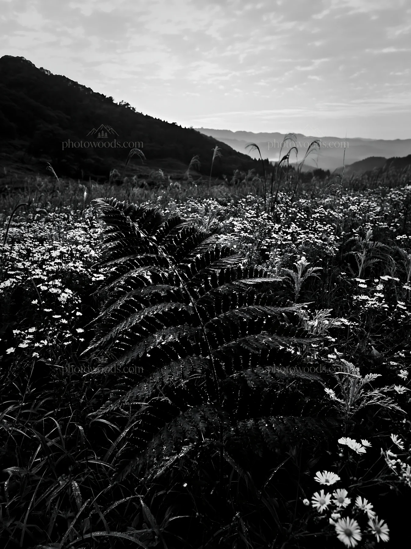 Black and white tokushima mountain meadow fern frond in lush green field - AI-generated stock image