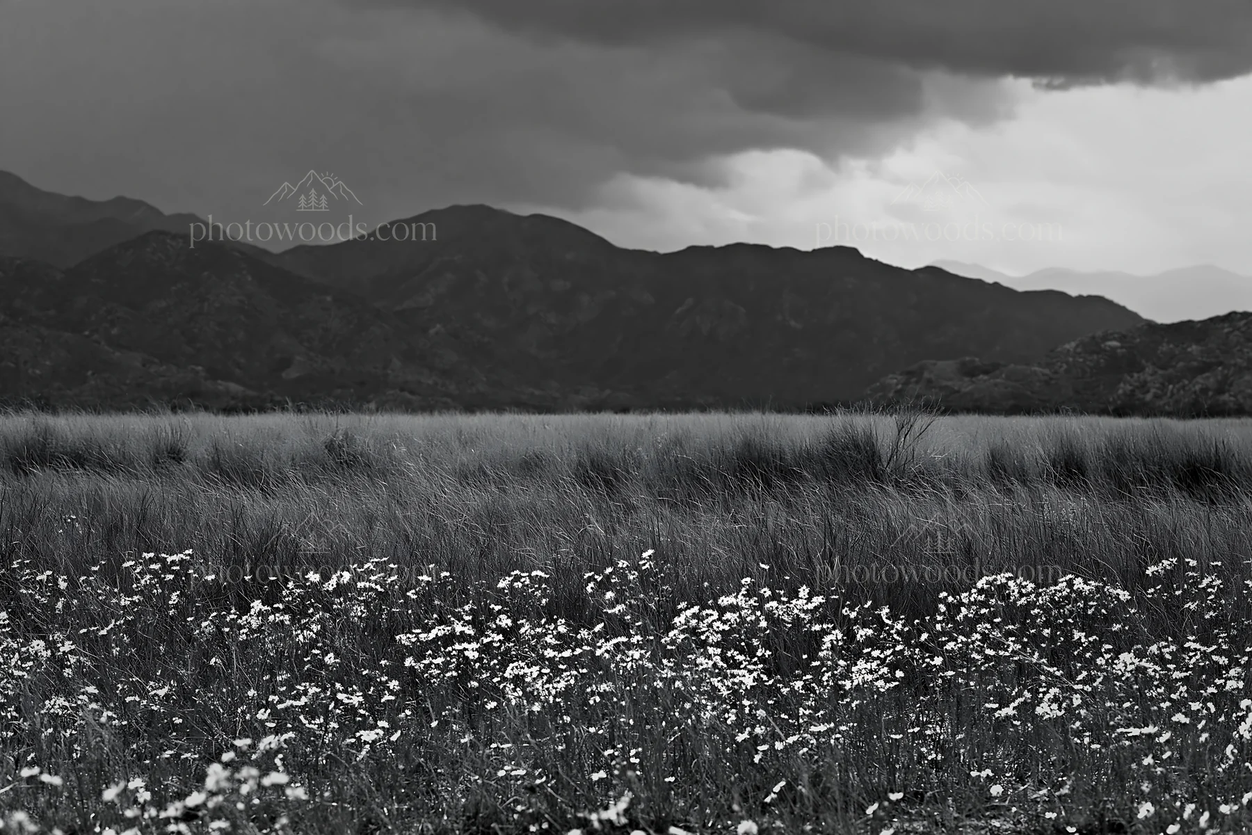 Cloudy foothill meadow with wildflowers in black and white - AI-generated stock image