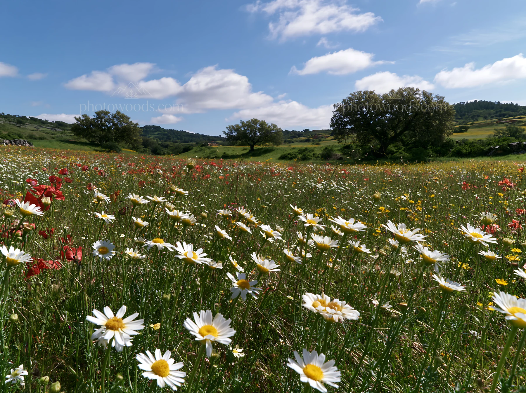 Regenerative meadow with diverse flowers under blue sky - AI-generated stock image