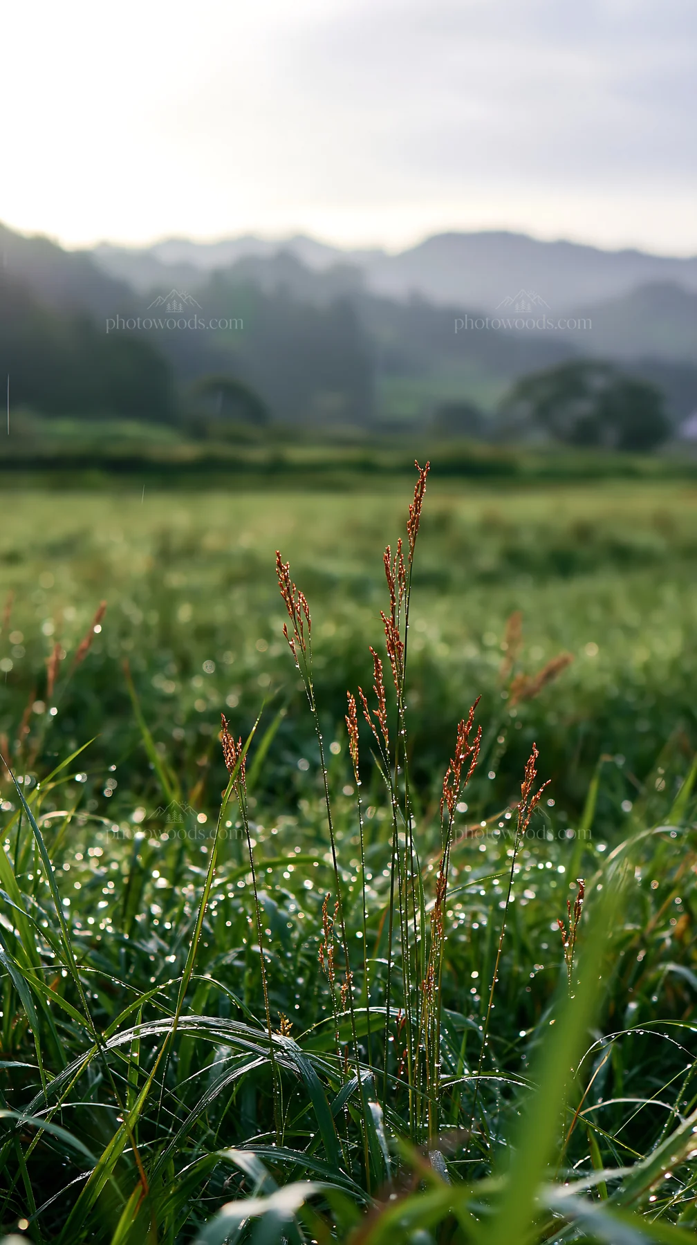 Fukui native grass meadow rain droplets glisten in the light - AI-generated stock image