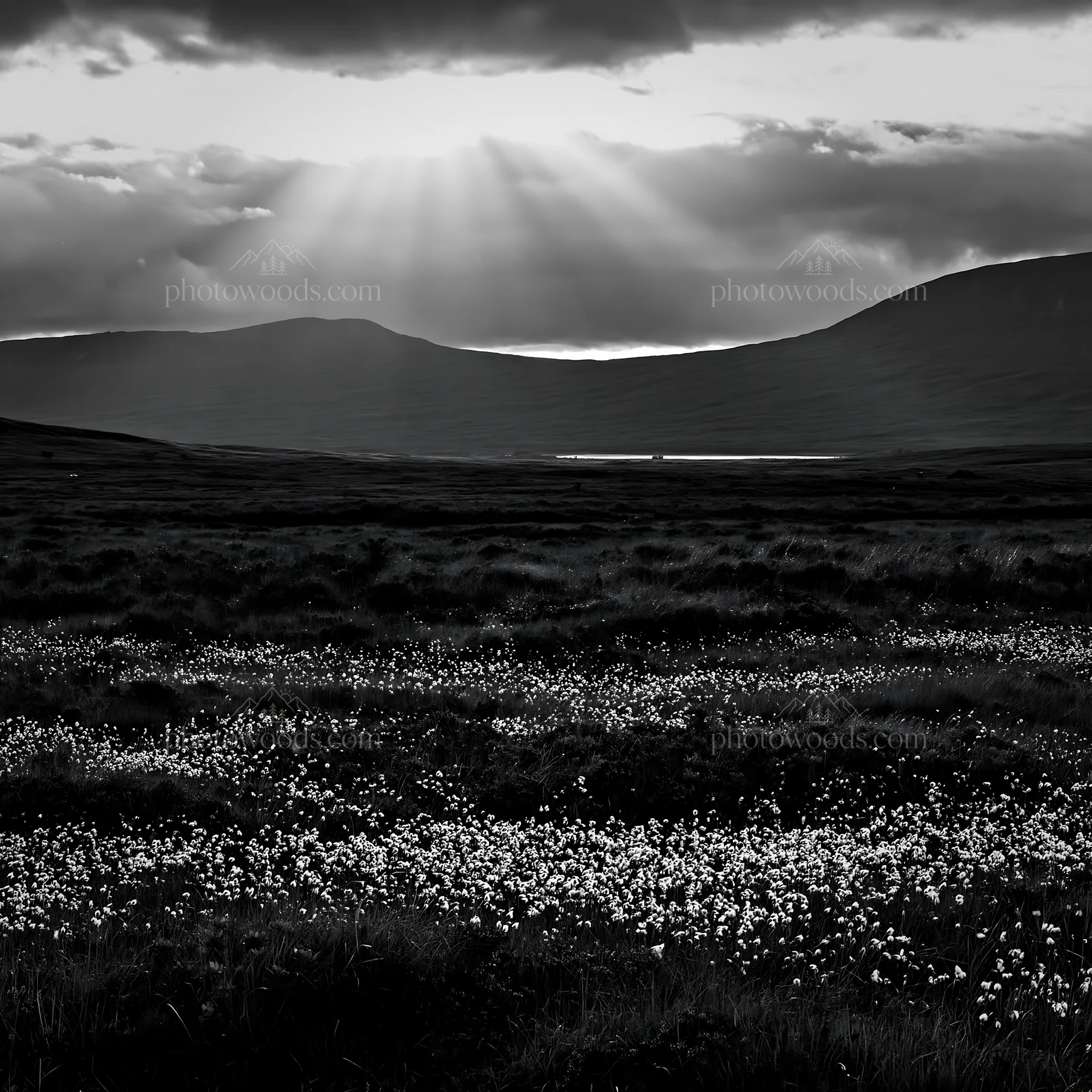 Black and white crepuscular rays shining over a meadow with flowers - AI-generated stock image