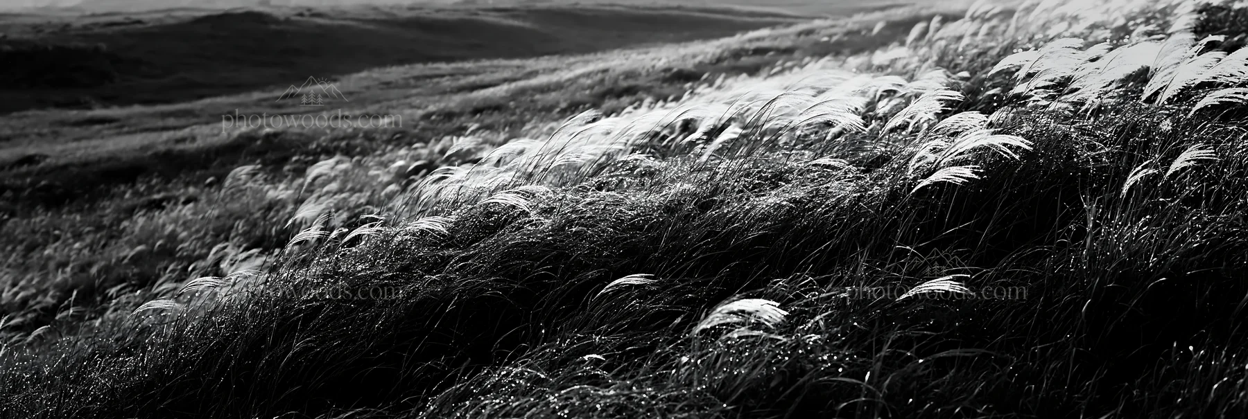 Black and white miyazaki sunrise meadow dew covered sedges in morning light - AI-generated stock image