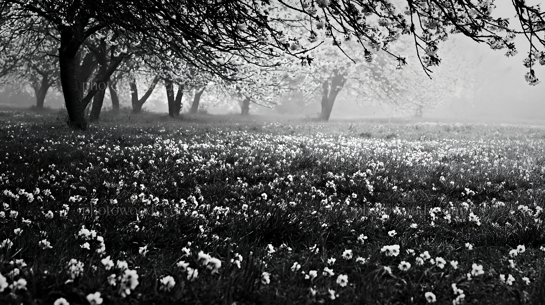 Foggy orchard meadow with trees and flowers - AI-generated stock image