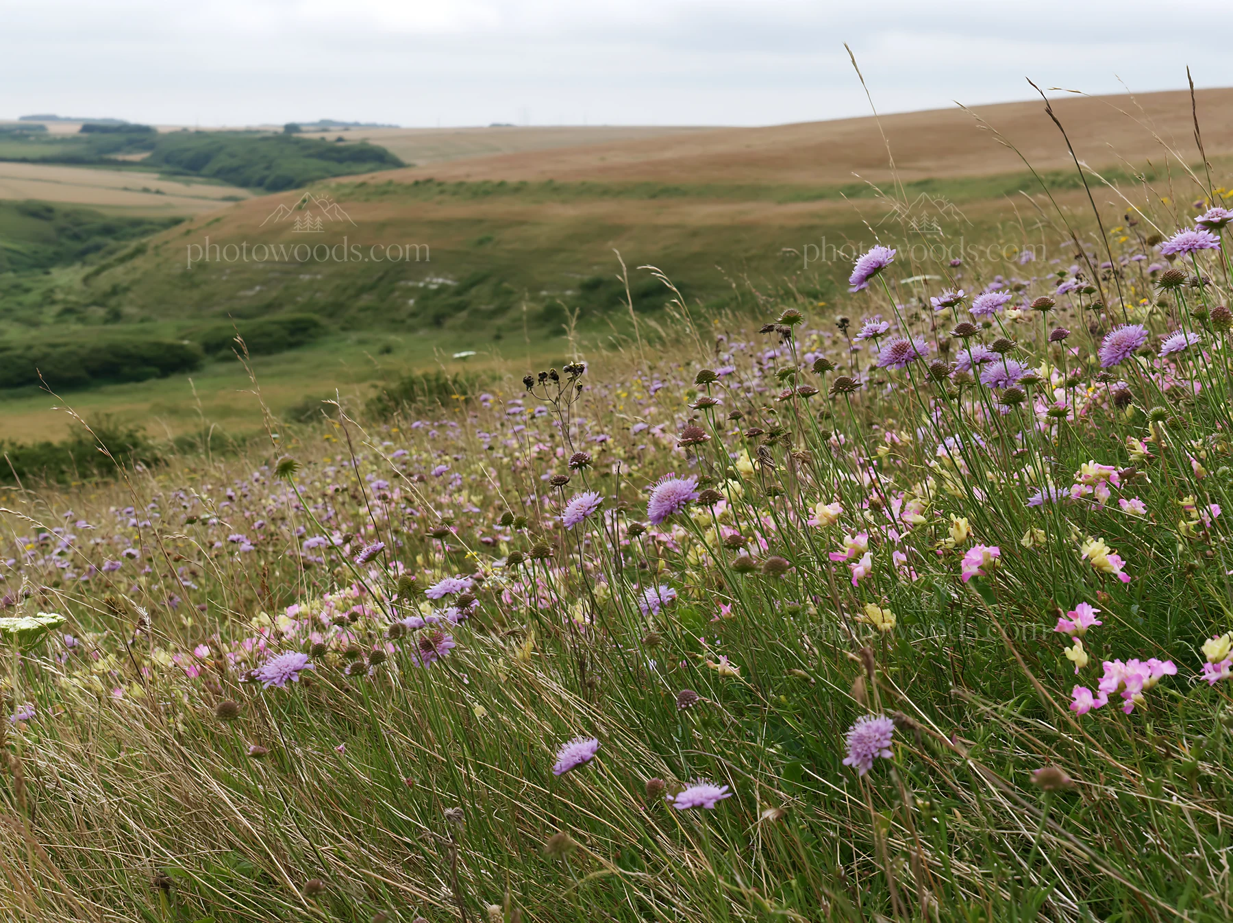 Cloudy chalk meadow with wildflowers in the countryside - AI-generated stock image