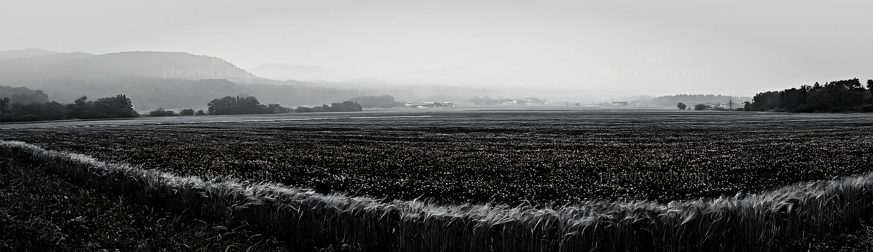 Black and white iwate rain refreshed meadow seedhead foreground - AI-generated stock image