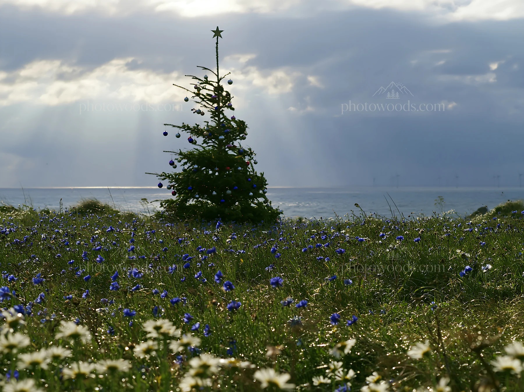 Christmas tree in meadow under rays of light - AI-generated stock image