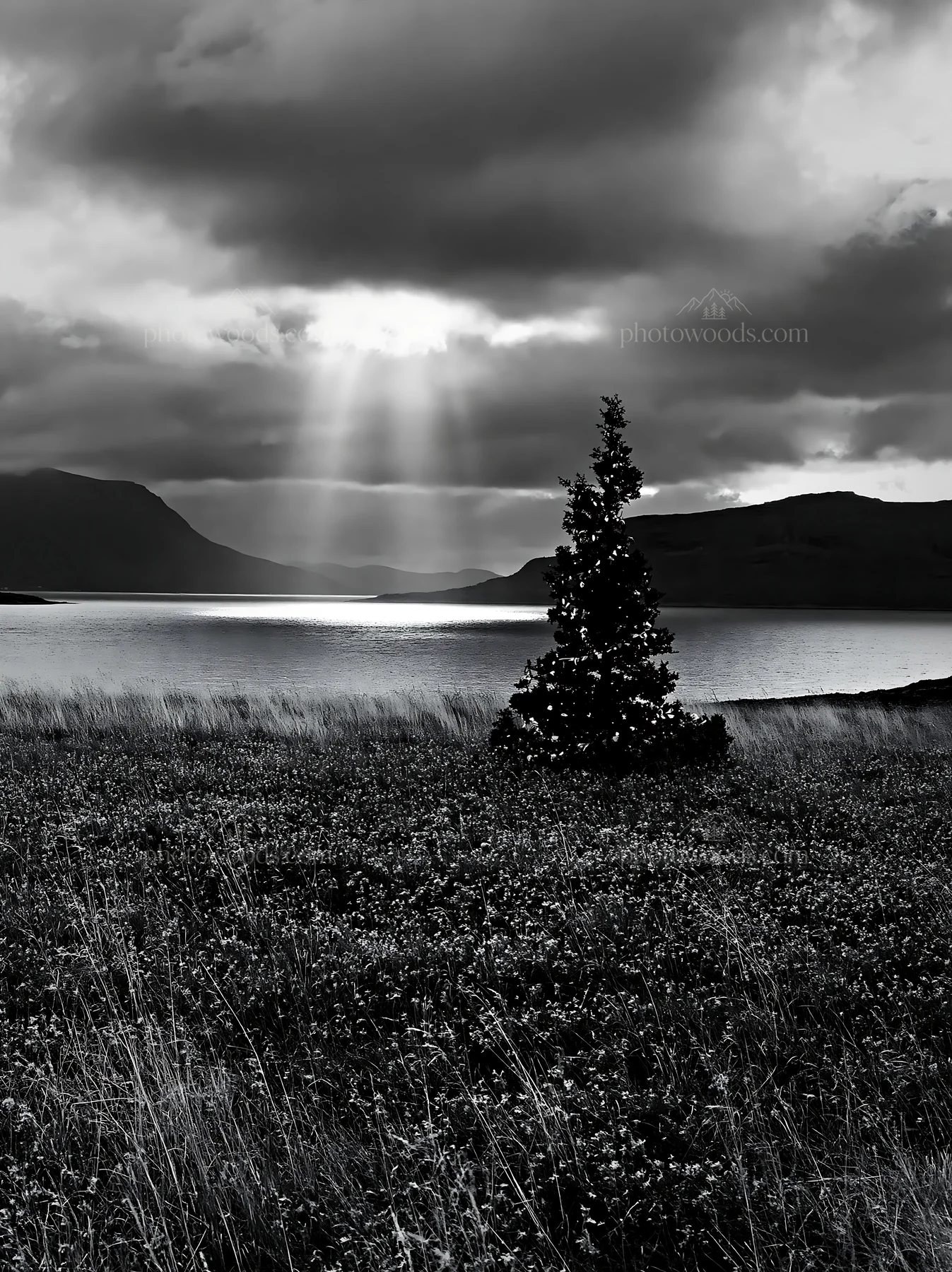Christmas tree in meadow under clouds and sunbeams - AI-generated stock image