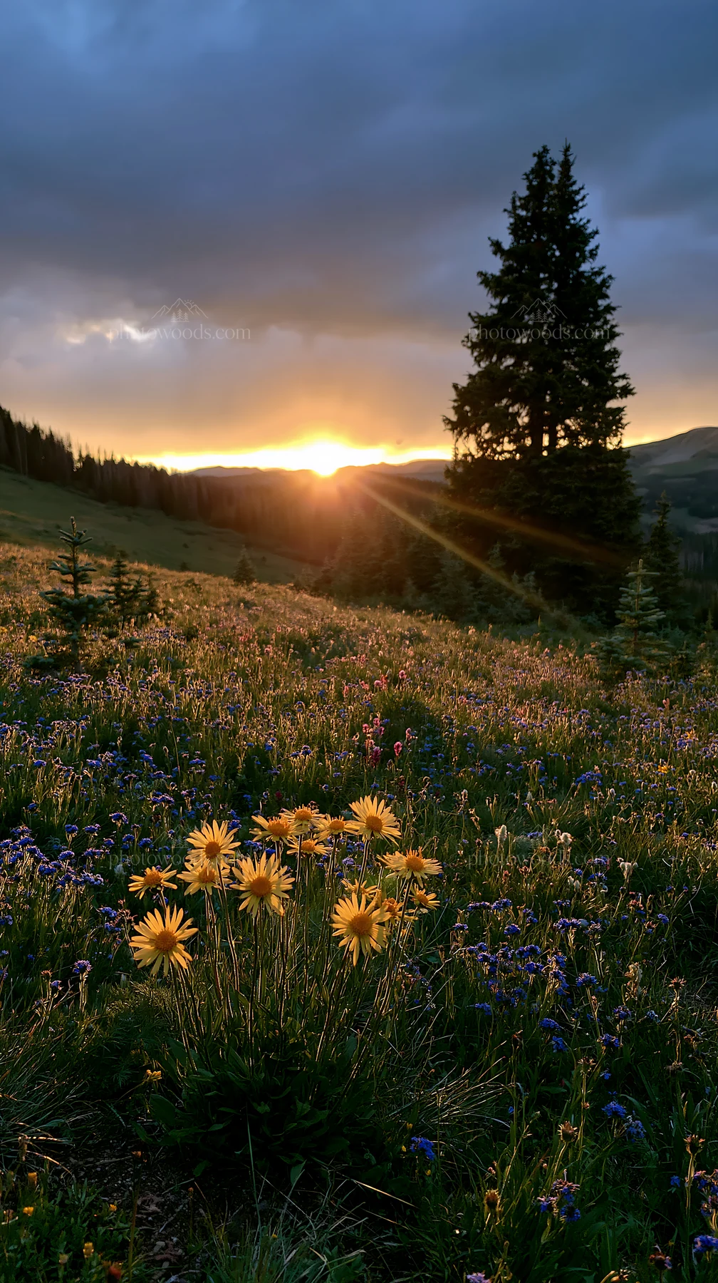 Christmas tree in meadow under glowing sky at sunset - AI-generated stock image