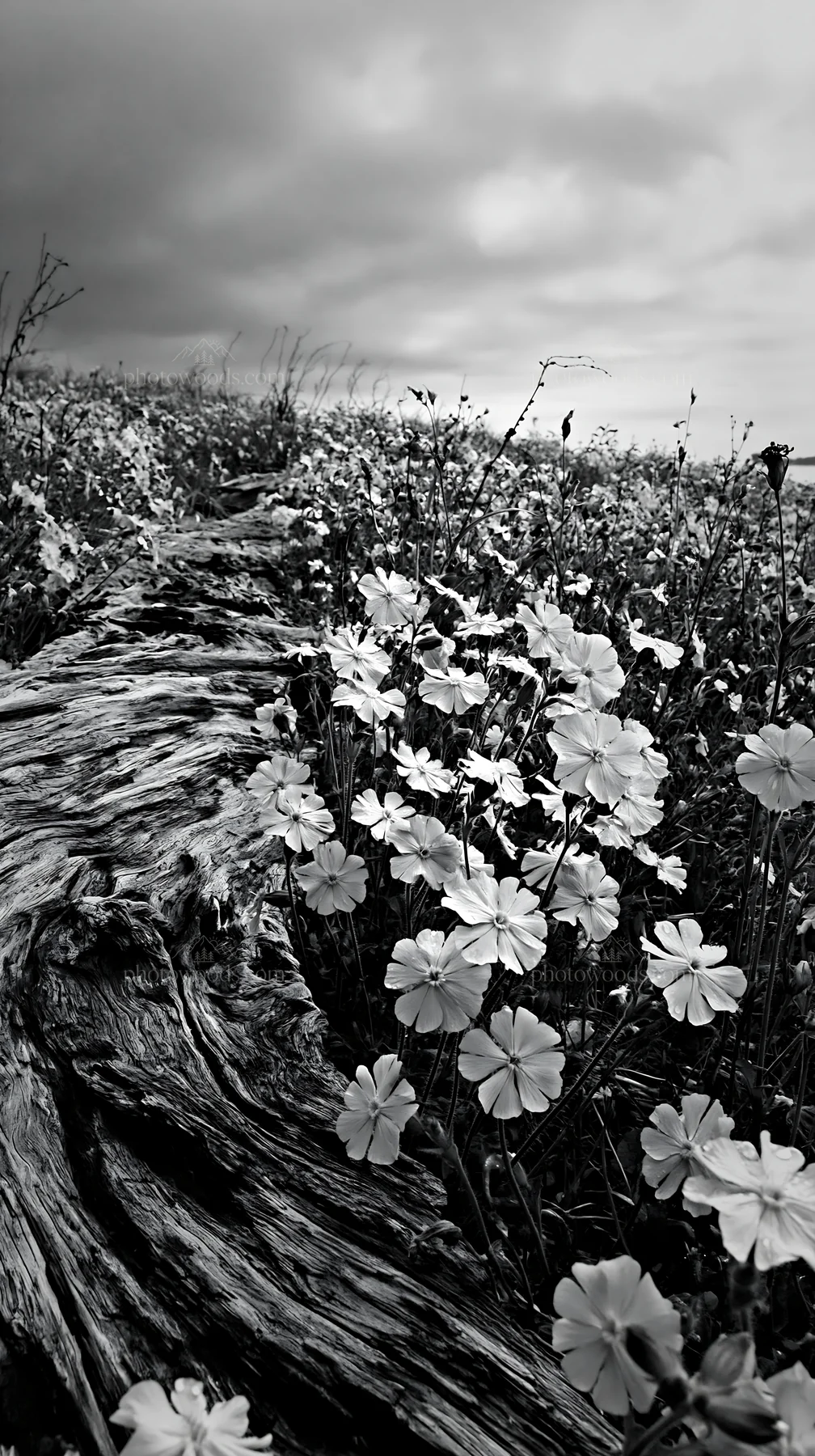 Black and white chiba coastal climate meadow driftwood foreground with flowers - AI-generated stock image
