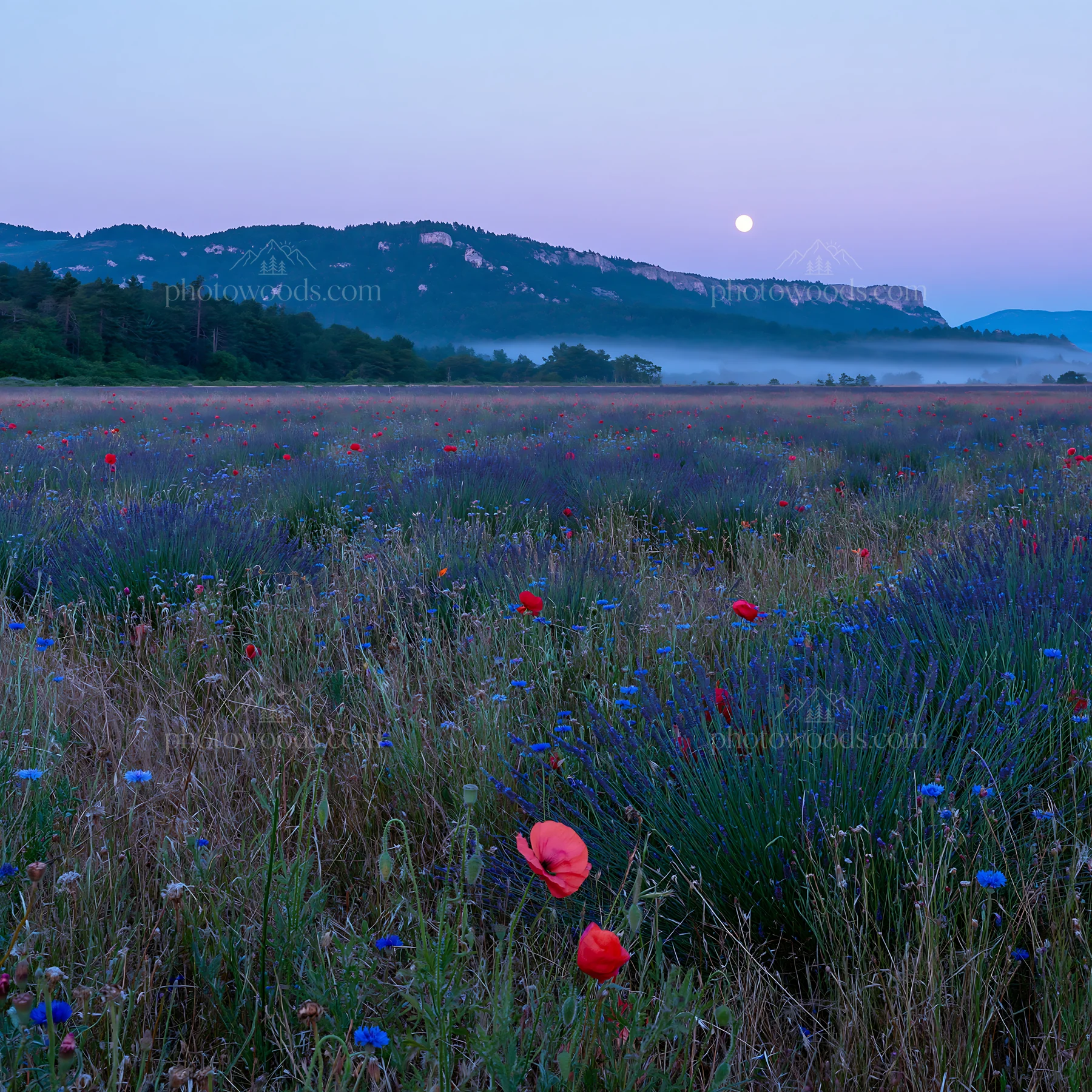 Colorful lavender meadow with wildflowers and mountains at dusk - AI-generated stock image