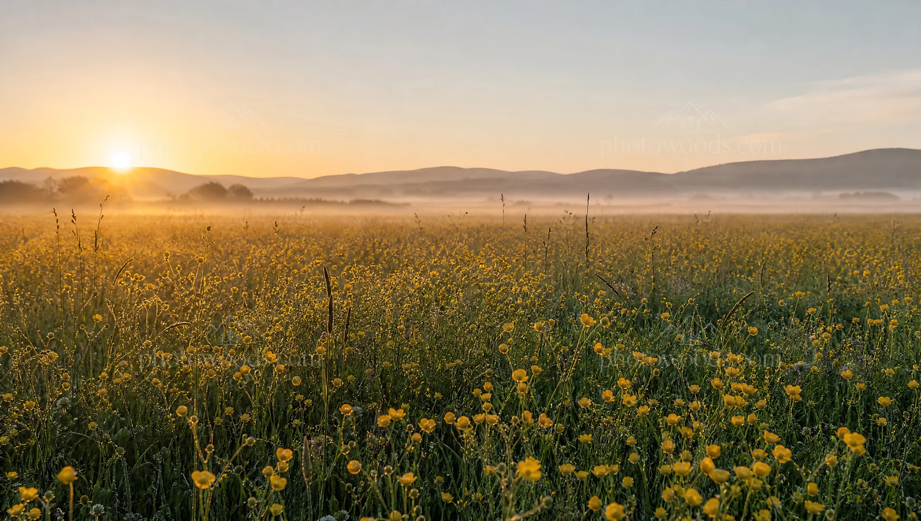 Rewilded meadow at sunrise with mist and flowers - AI-generated stock image