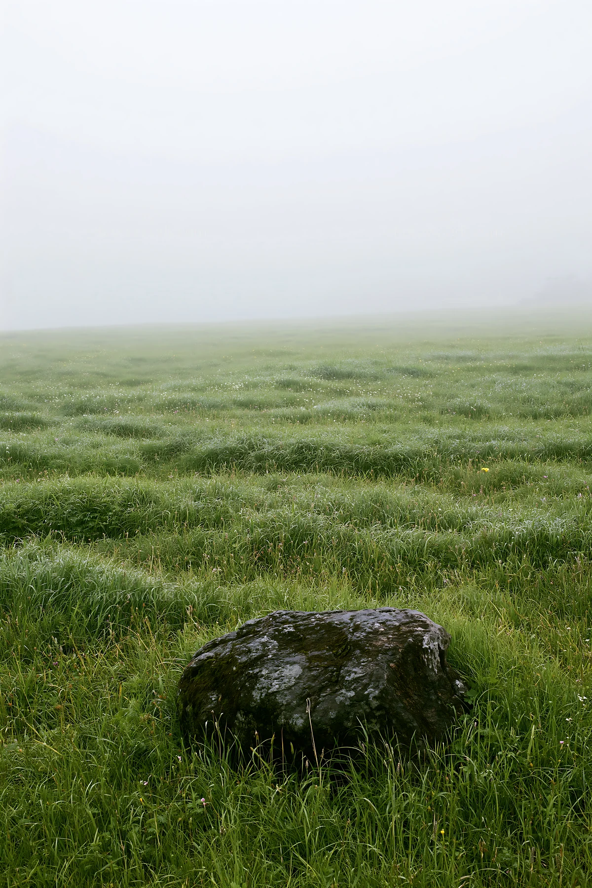 Mossy stone in a meadow during spring in Miyagi - AI-generated stock image