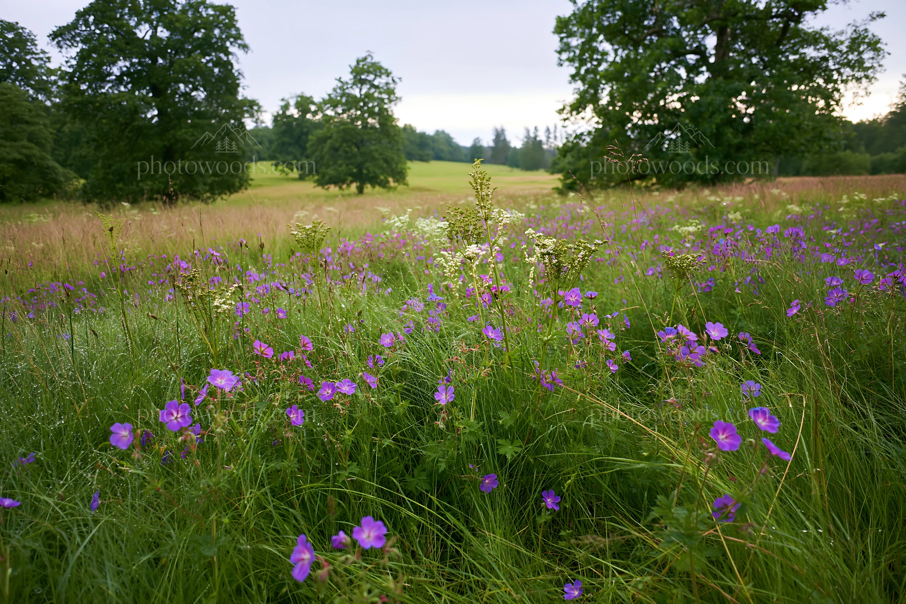 Tall grass meadow with purple flowers in a green landscape - AI-generated stock image