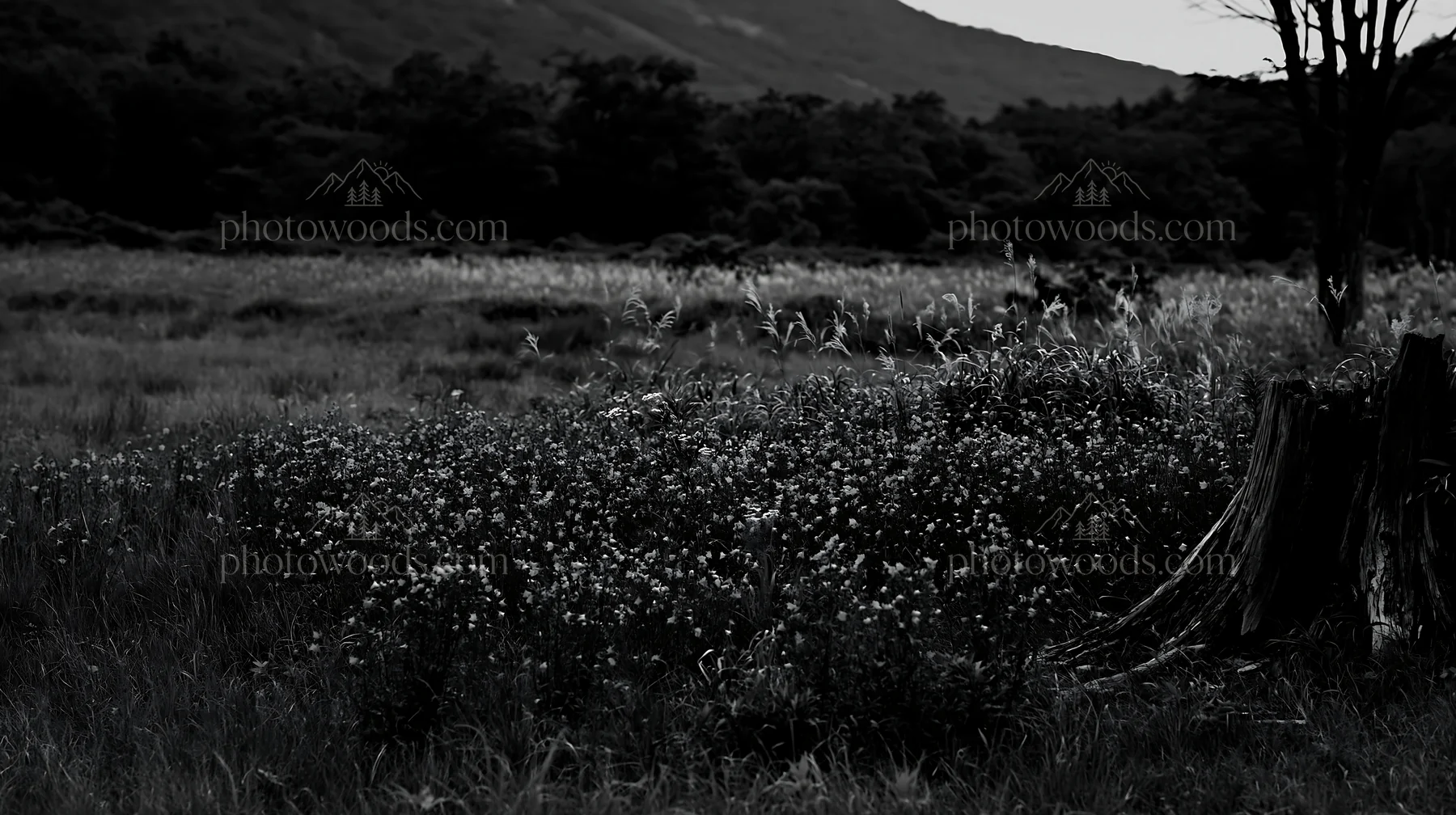 Black and white fukushima native meadow with weathered stump and wildflowers - AI-generated stock image
