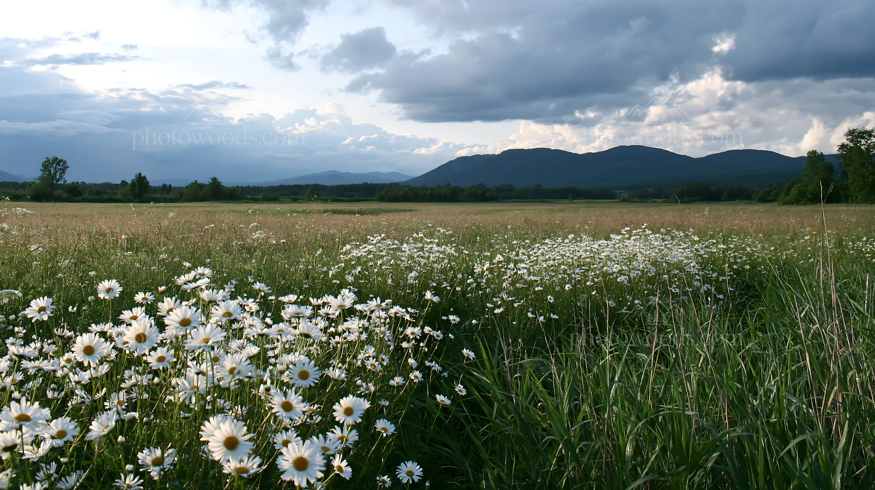 Saga floodplain meadow with reed foreground and blooming daisies - AI-generated stock image