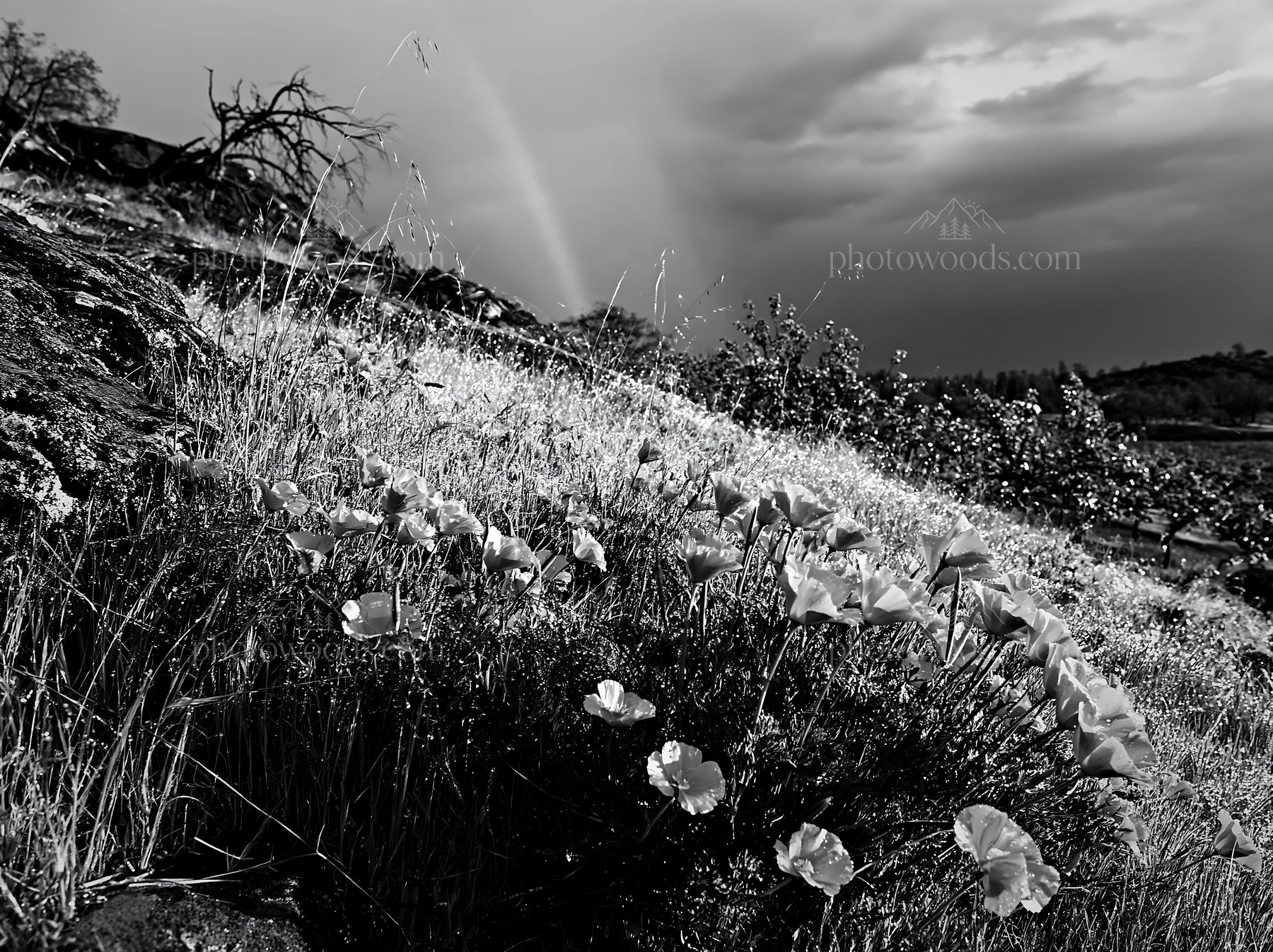 Foothill orchard meadow with flowers and rainbow after rain - AI-generated stock image