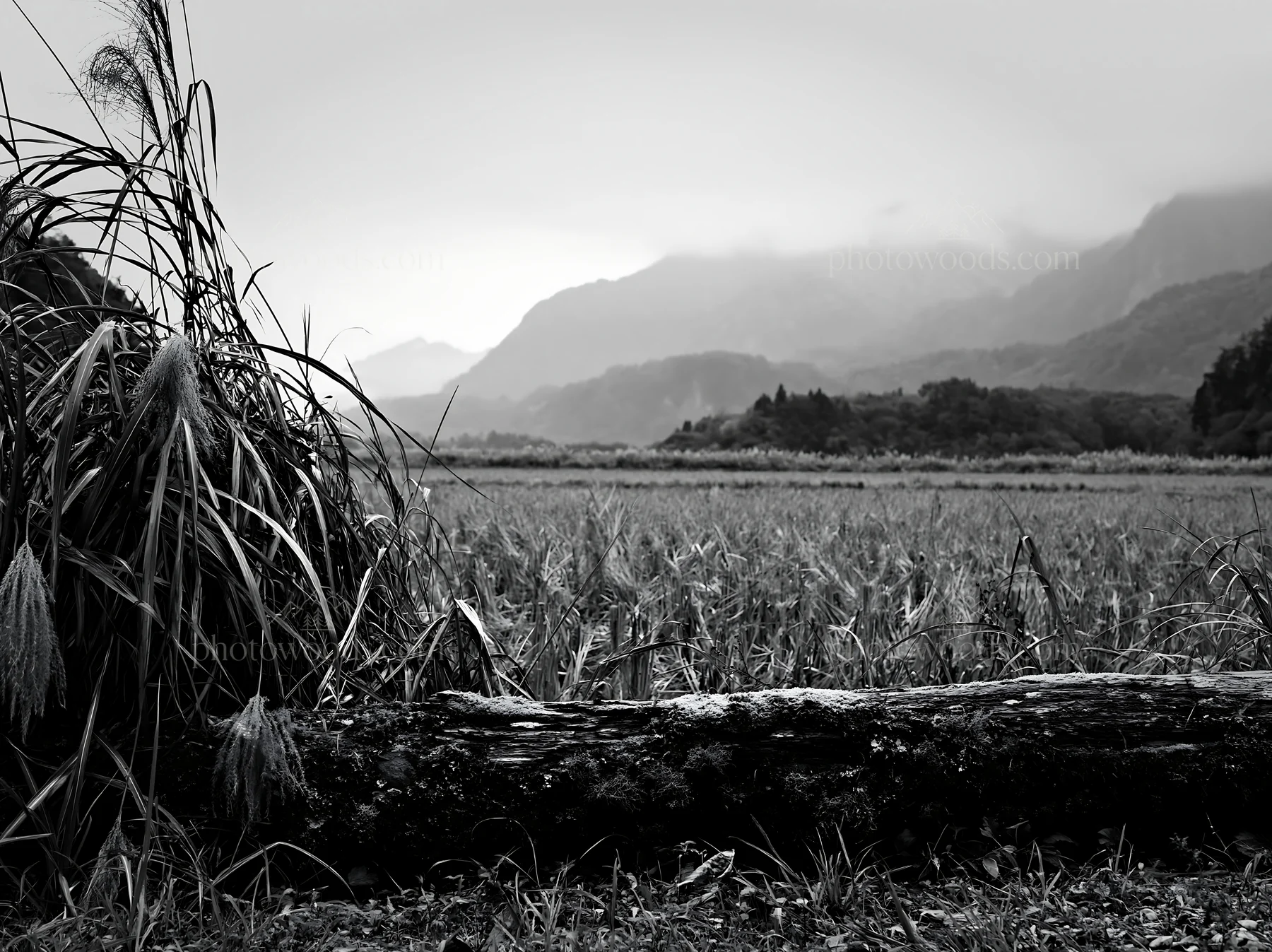 Black and white gifu low carbon meadow mossy log near mountains and fields - AI-generated stock image