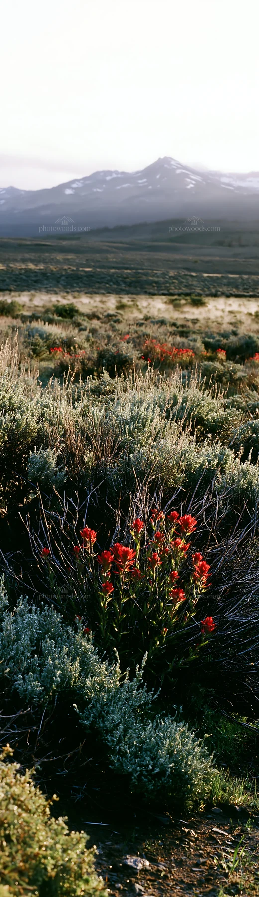 Sagebrush meadow light with wildflowers in a vast landscape - AI-generated stock image
