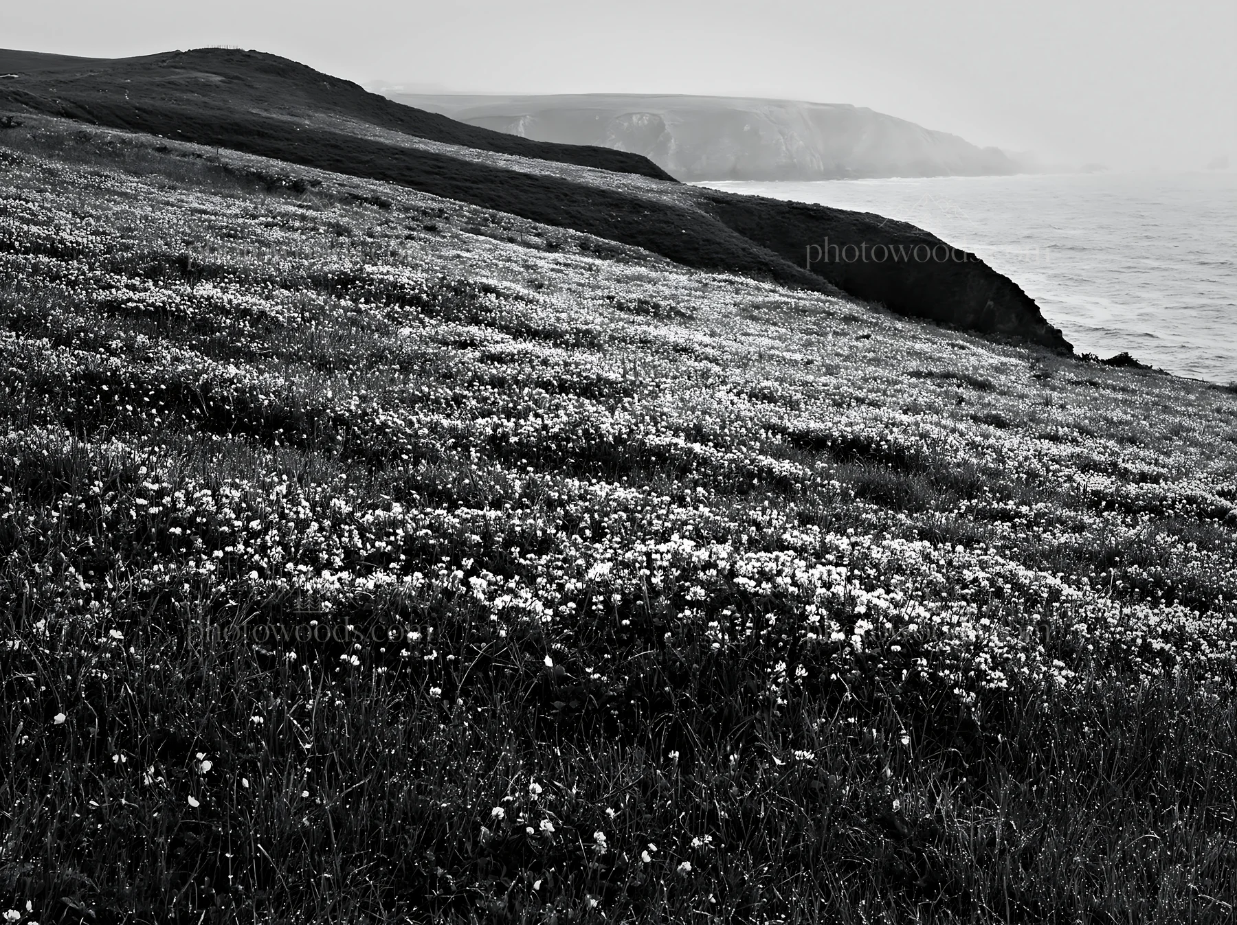 Coastal cliff meadow with flowers near the ocean shore - AI-generated stock image